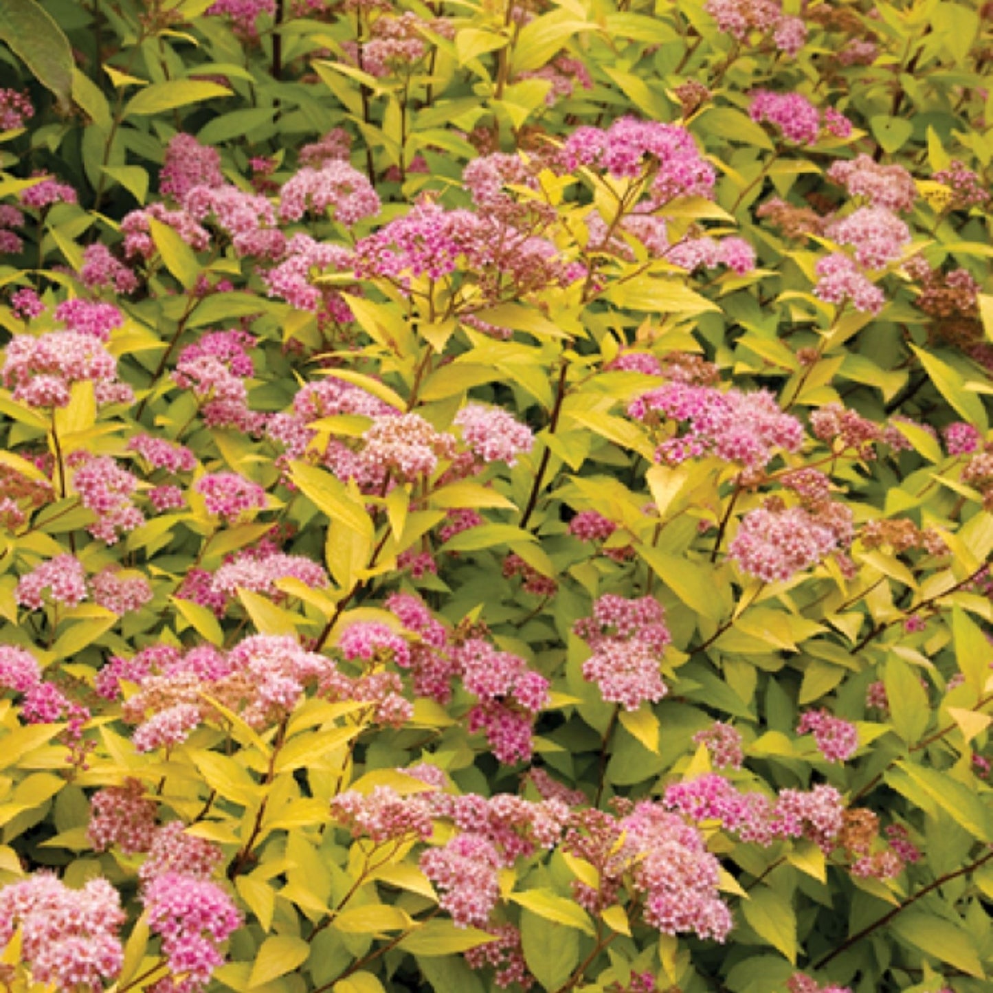Goldmound Spirea Live Plant Starter - 6+ Inches - Vibrant Golden Foliage, Pink Flowers - Spiraea japonica 'Goldmound'