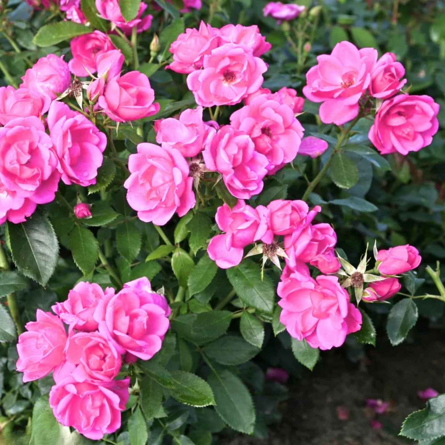Miniature Pink Rose Bush in 2" Pot - Starter Plant with Beautiful Blooms - Rosa spp.