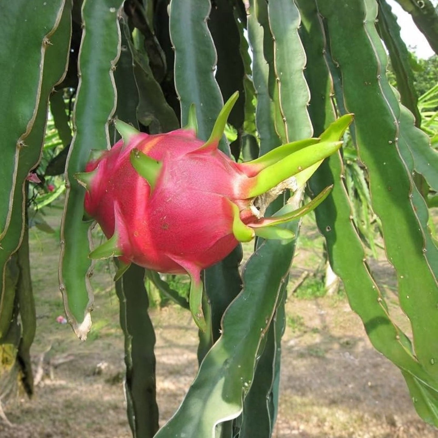 Organic Dragon Fruit Cuttings 10 Pack 8-14 Inches Long Hylocereus Undatus | Edible Fruit Plant Propagation