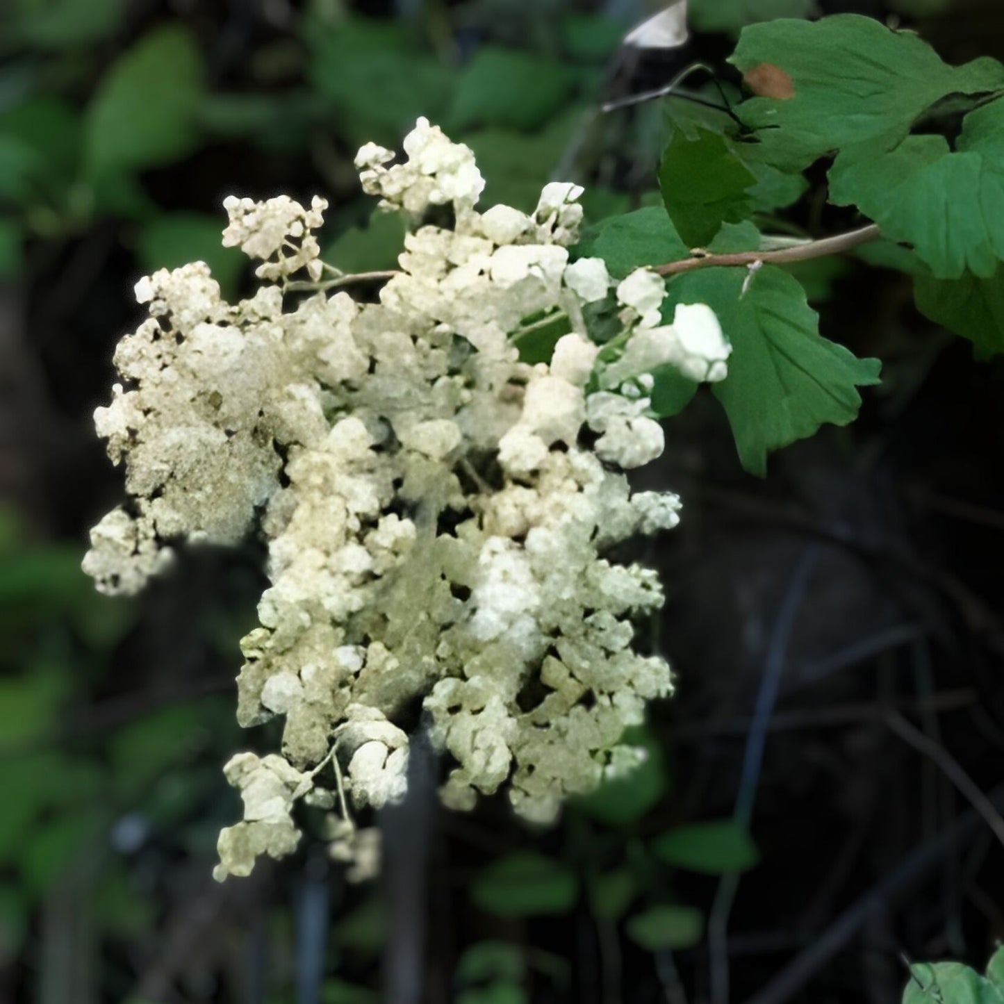 Ocean Spray Bush Seeds 50 Pack - Cream Flowering Holodiscus discolor Native Plant for Gardens and Landscaping