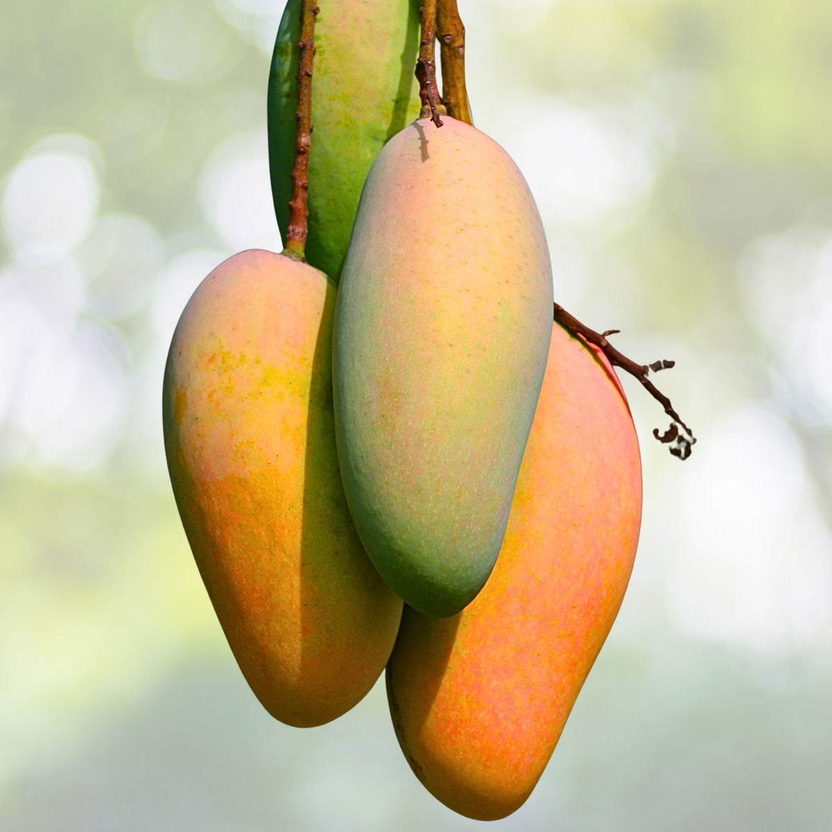 Grafted Maha Chanook Mango Live Plant in 3 Gallon Pot, Tropical Fruit Tree, Mangifera indica