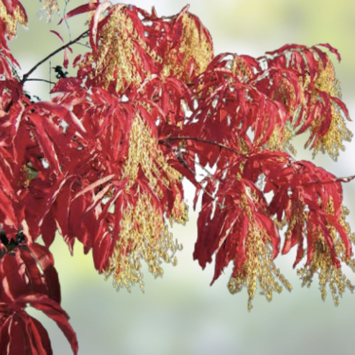 Lily of the Valley Sourwood Seeds 100 Count | Honey Bee Tree | Oxydendrum arboreum | Ornamental Tree Seeds for Gardening