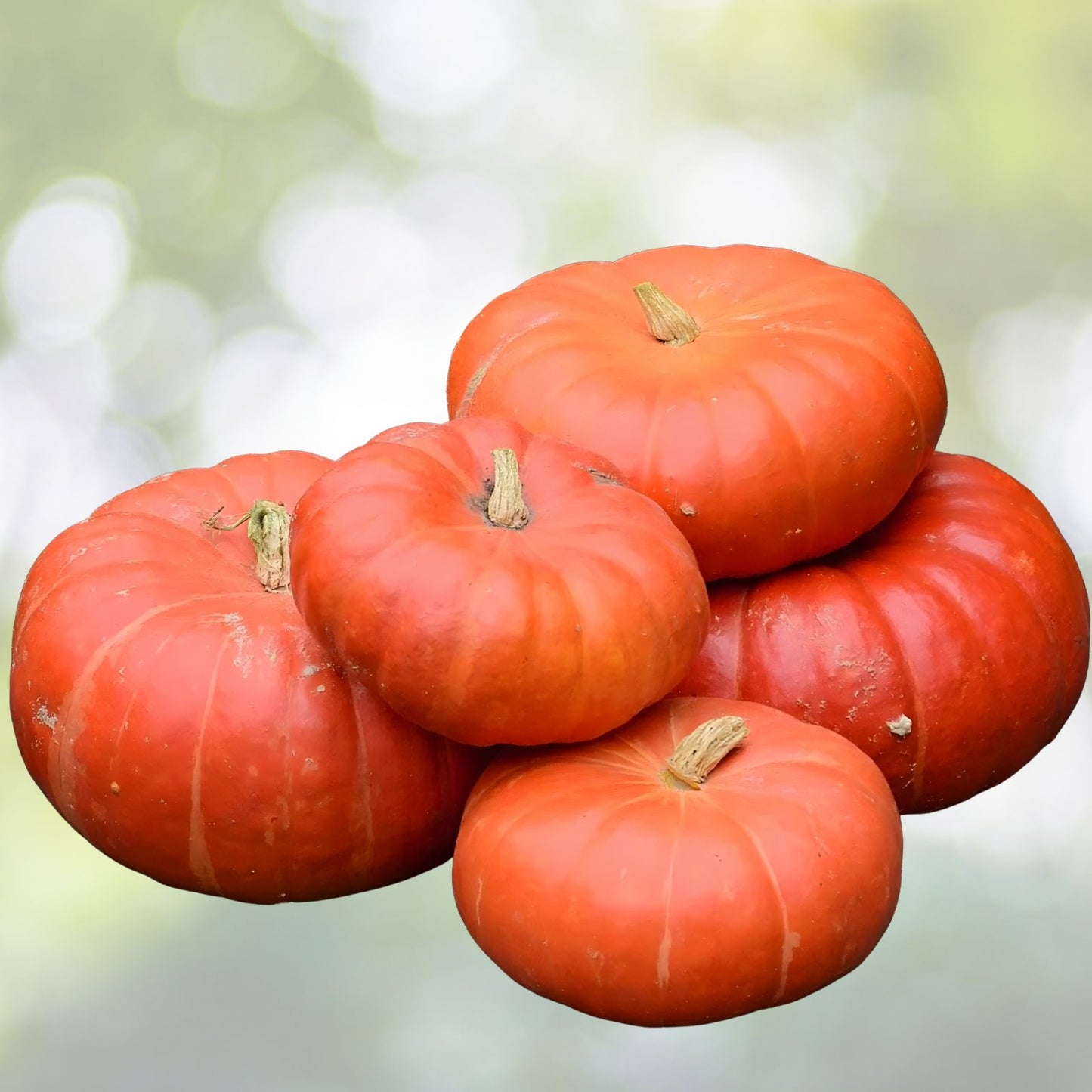 Cinderella Pumpkin Seeds - 30+ Heirloom Non-GMO Seeds - Cucurbita pepo - Perfect for Home Garden & Fall Harvest