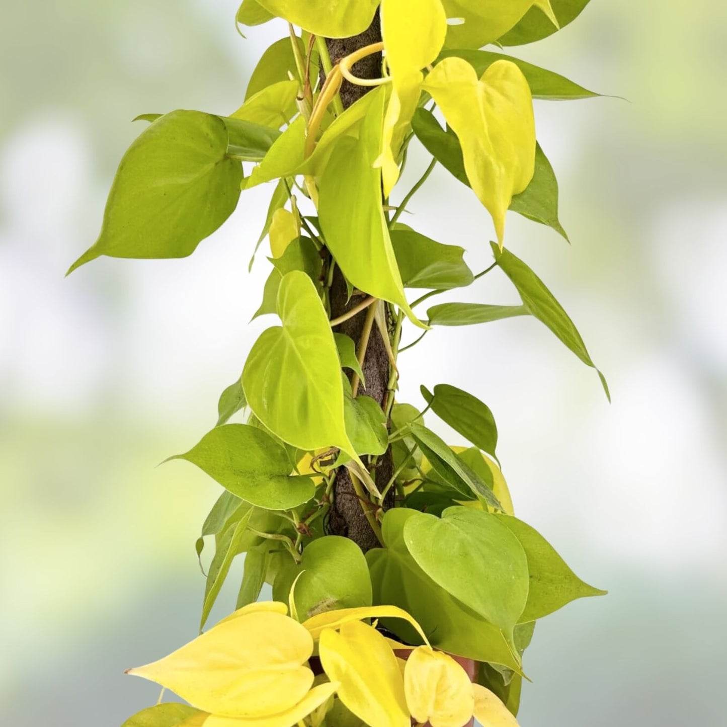 Neon Pothos Cuttings - 4 Fresh Lemon Lime Varieties, Philodendron aureum, Houseplant, Indoor Plant, Green Plant
