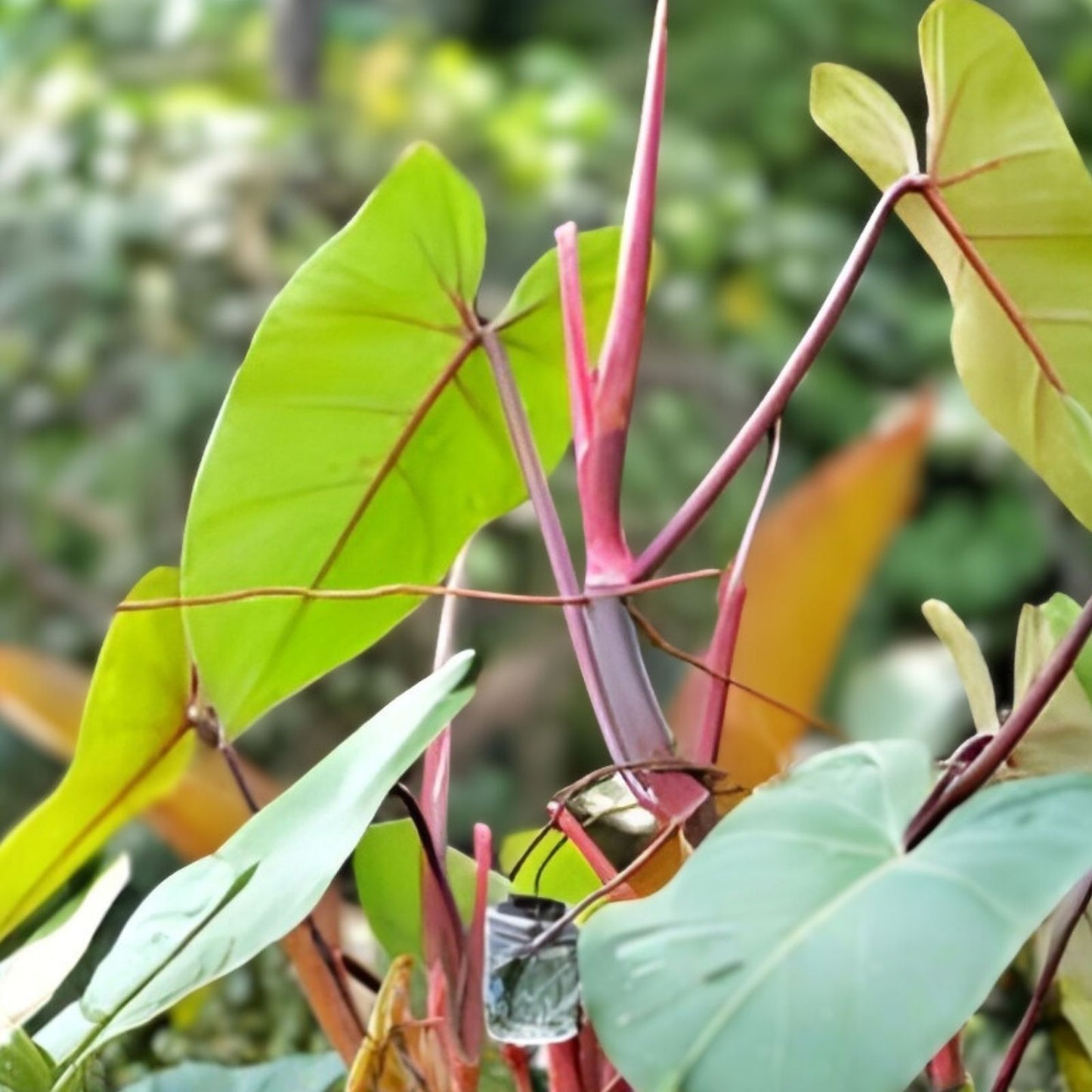 Blushing Philodendron Vine Cutting 10-12 inches with Roots, Easy to Grow, Philodendron erubescens, Indoor Plant, Houseplant