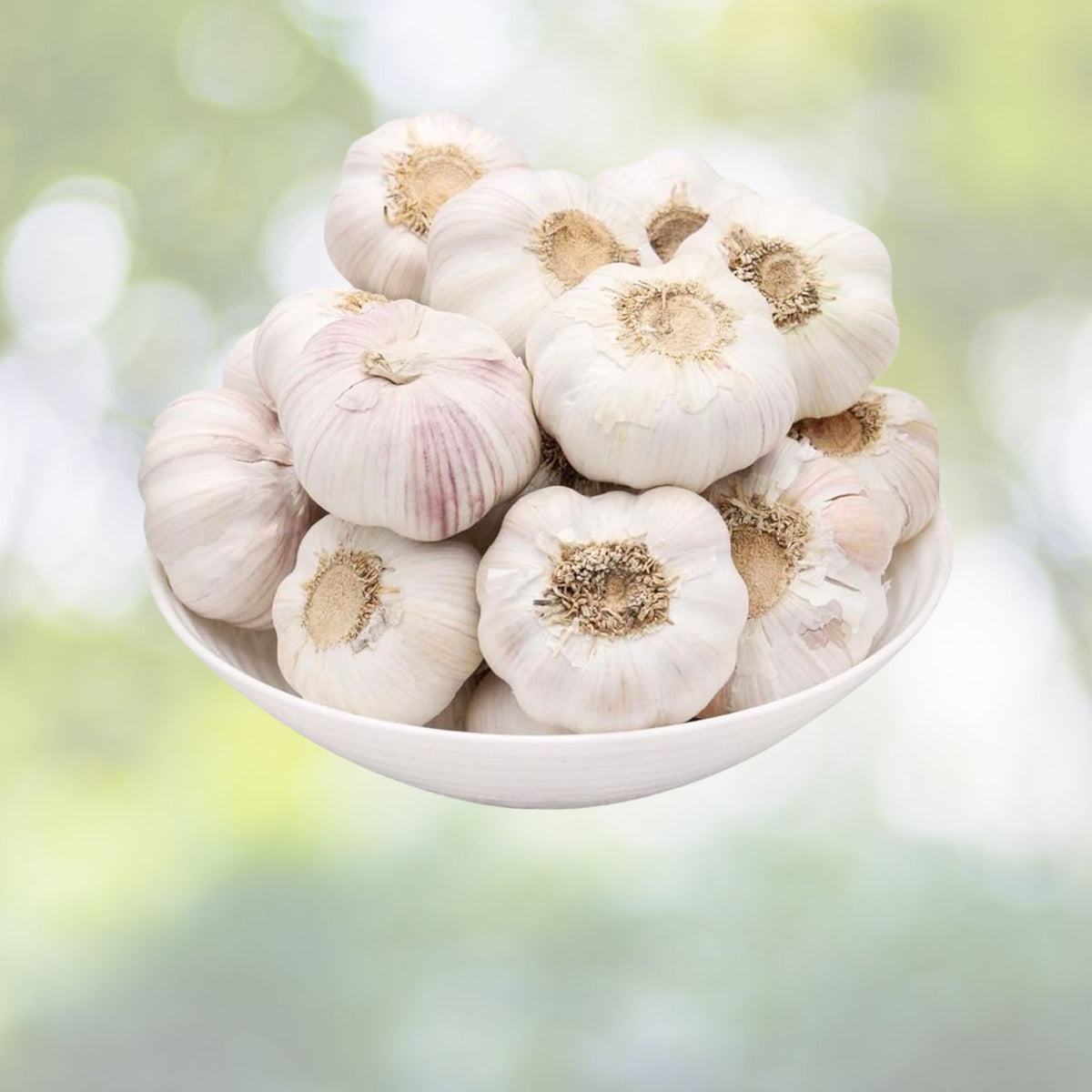 Organic Medium Garlic Cloves Seeds for Planting Allium sativum 20 Cloves, Sprouted, Heart Healthy, Antioxidant Rich