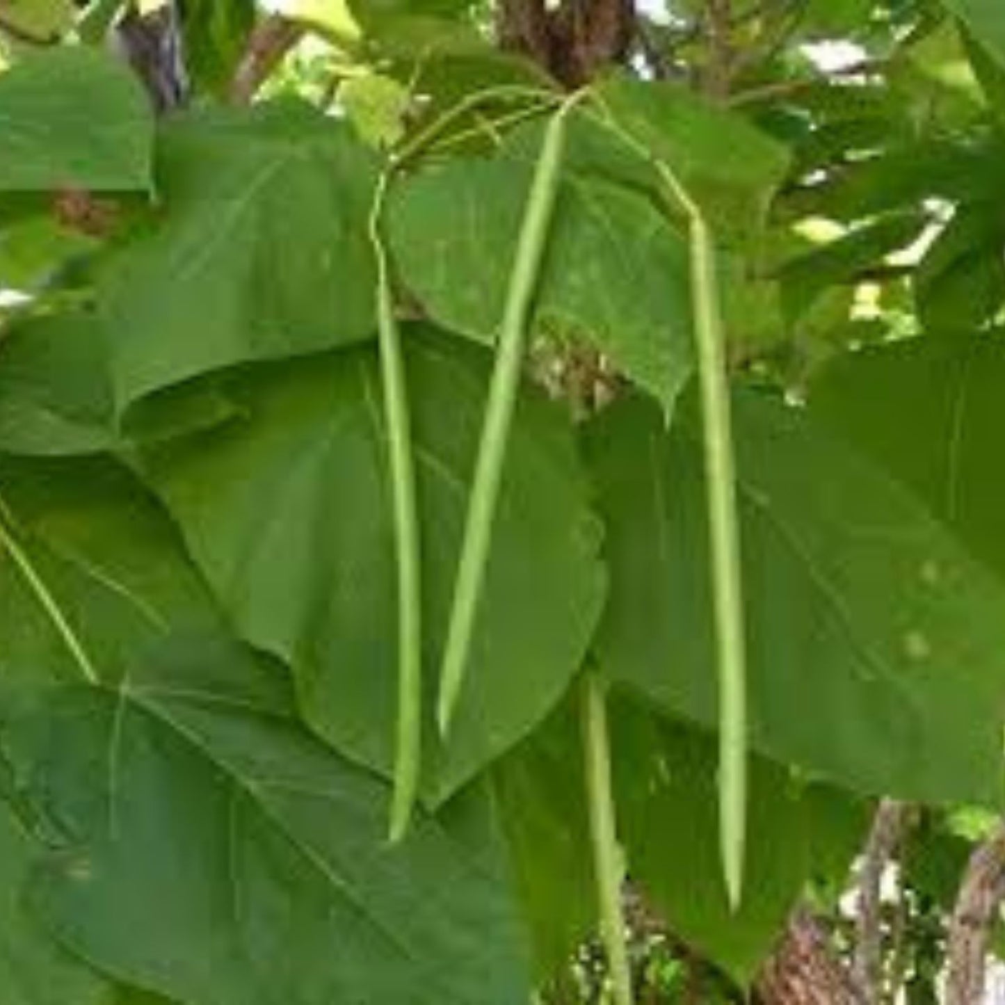 Catalpa Tree Seeds 50 Pack – Large Leaves & Beautiful Flowers – Catalpa bignonioides – Ornamental Tree for Gardening and Landscaping