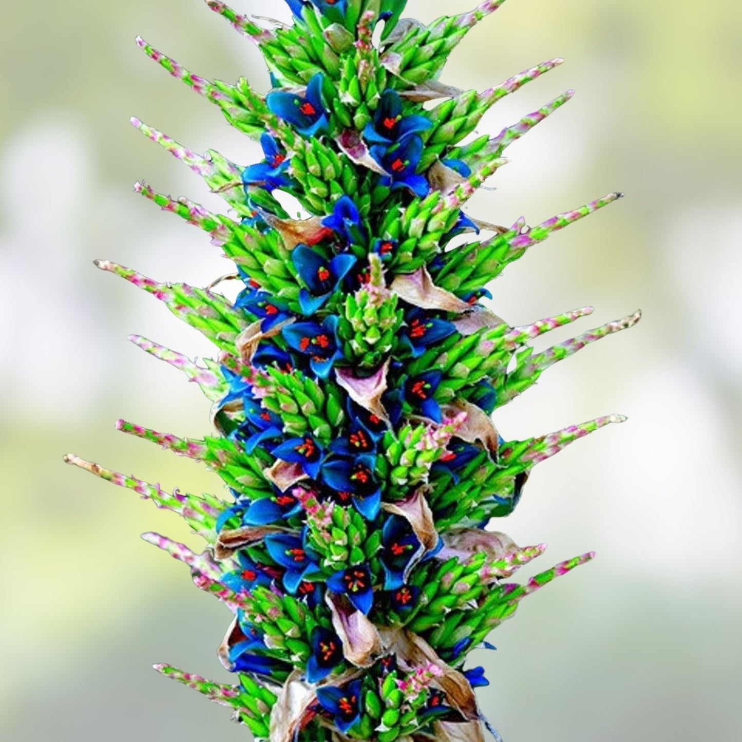 Sapphire Tower Seeds 10 Pack for Planting, Rare Exotic Bonsai, Puya alpestris, Succulent, Ornamental Plant