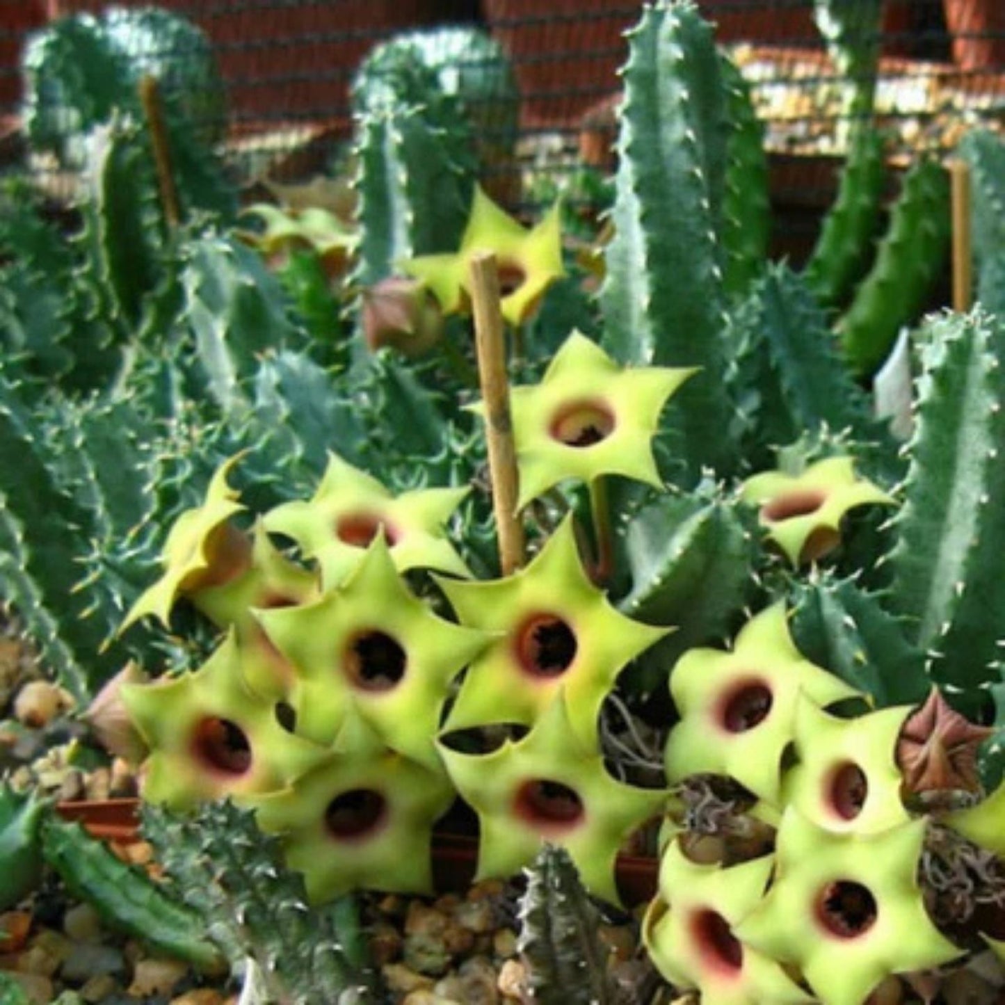 Saudi Arabica Rooted Plants – Huernia Stapelia Orbea Succulents – Unique Indoor Cactus and Succulent Variety