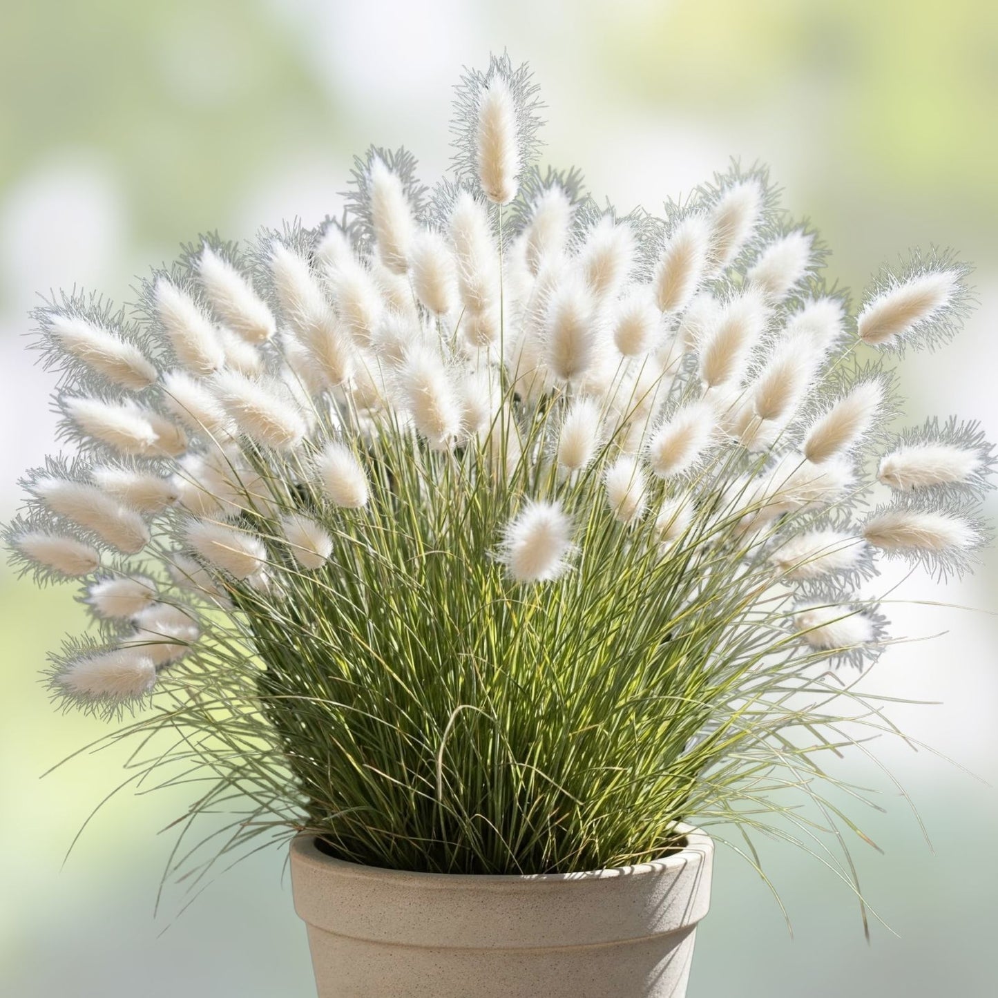 Bunny Tails Seeds 25 Pack - Easy to Grow Ornamental Grass - Lagurus ovatus for Home Gardens
