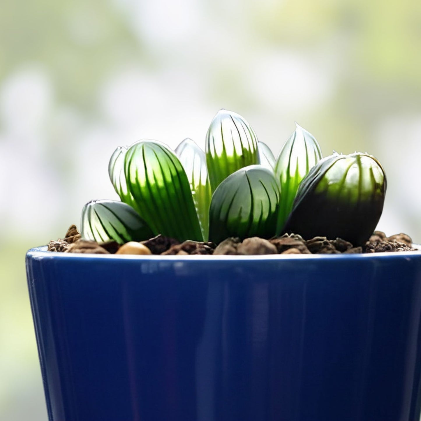 Haworthia Hybrid Succulent Seeds Mix – 30+ Assorted Varieties for Gardening – Haworthia spp.