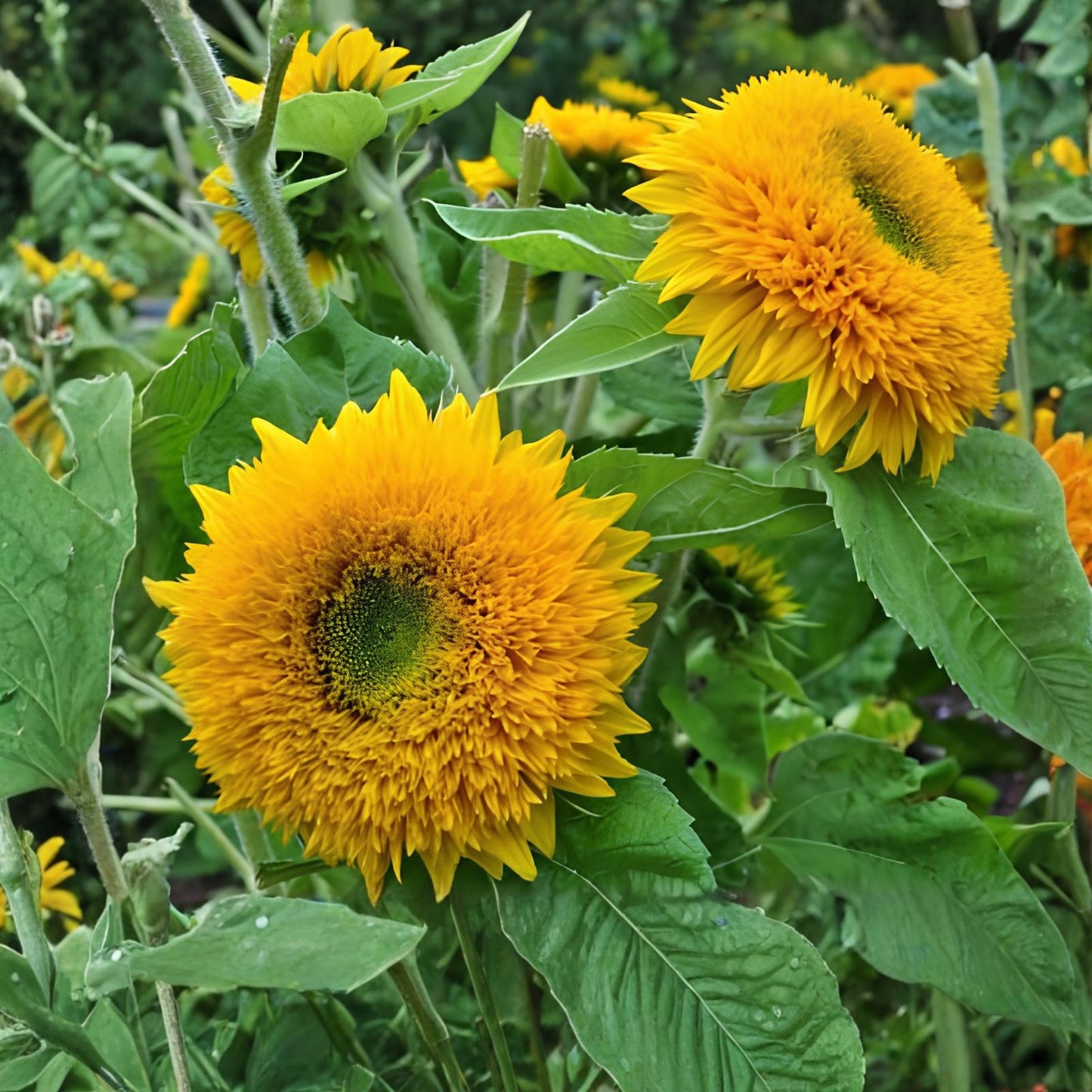 Teddy Bear Sunflower Seeds 50+ | Exotic Garden Flower | Helianthus annuus | Bright Yellow Blooming Seeds