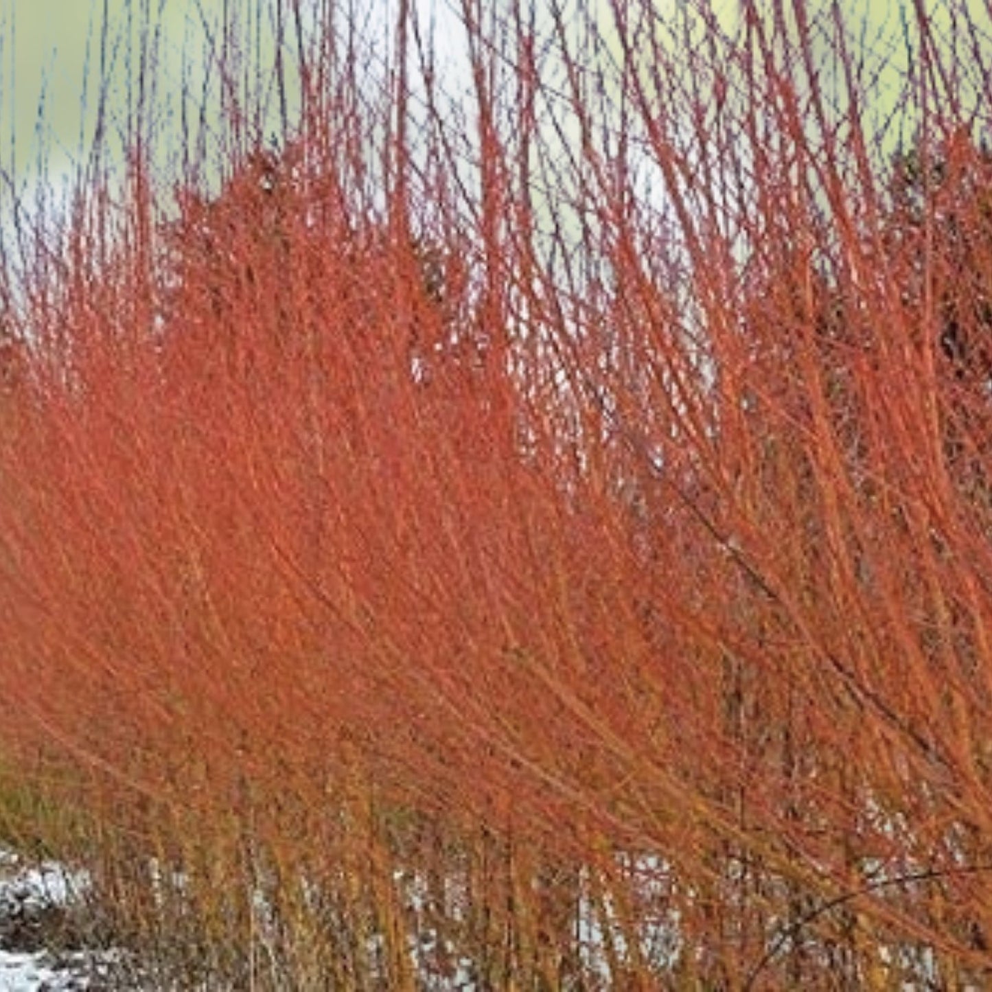 Flame Willow Tree - Rare Variety with Vibrant Orange and Red Bark - Salix purpurea - Ornamental Tree for Landscaping