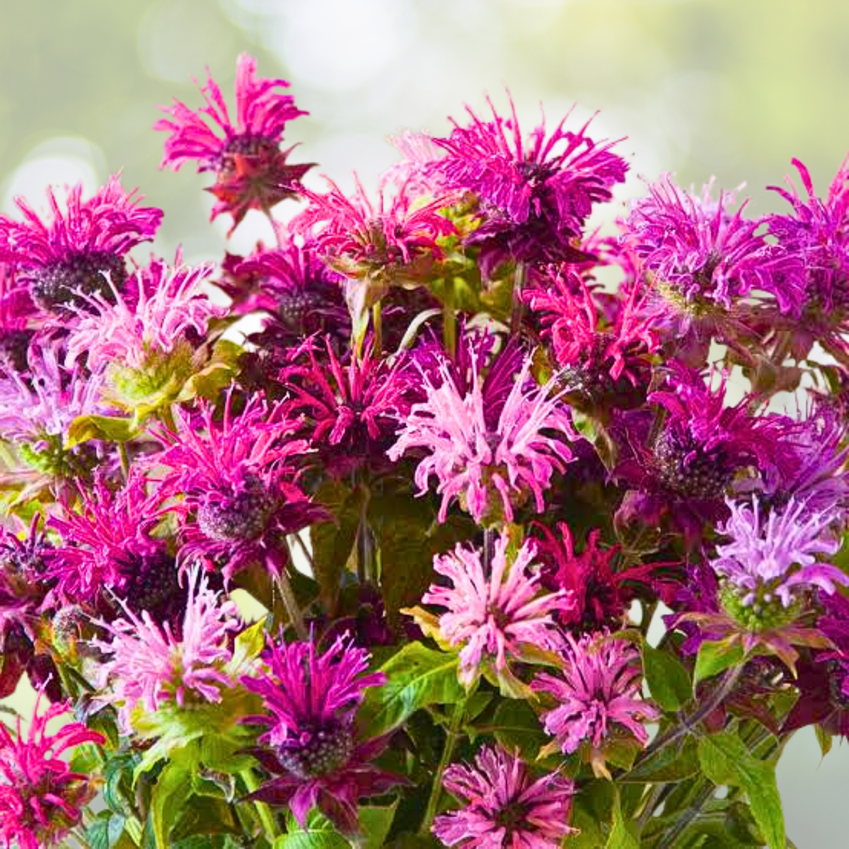 Bee Balm Seeds - 90 Non-GMO Mixed Colors - Monarda Didyma - Perennial Hummingbird Attractant