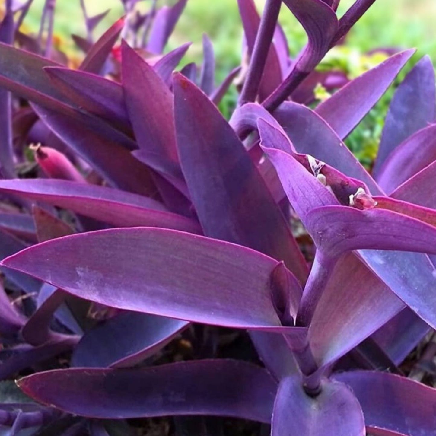 Purple Heart Wandering Jew Cuttings 5 Pack, 6 Inches, Tradescantia Zebrina, No Roots, Indoor Plant Propagation