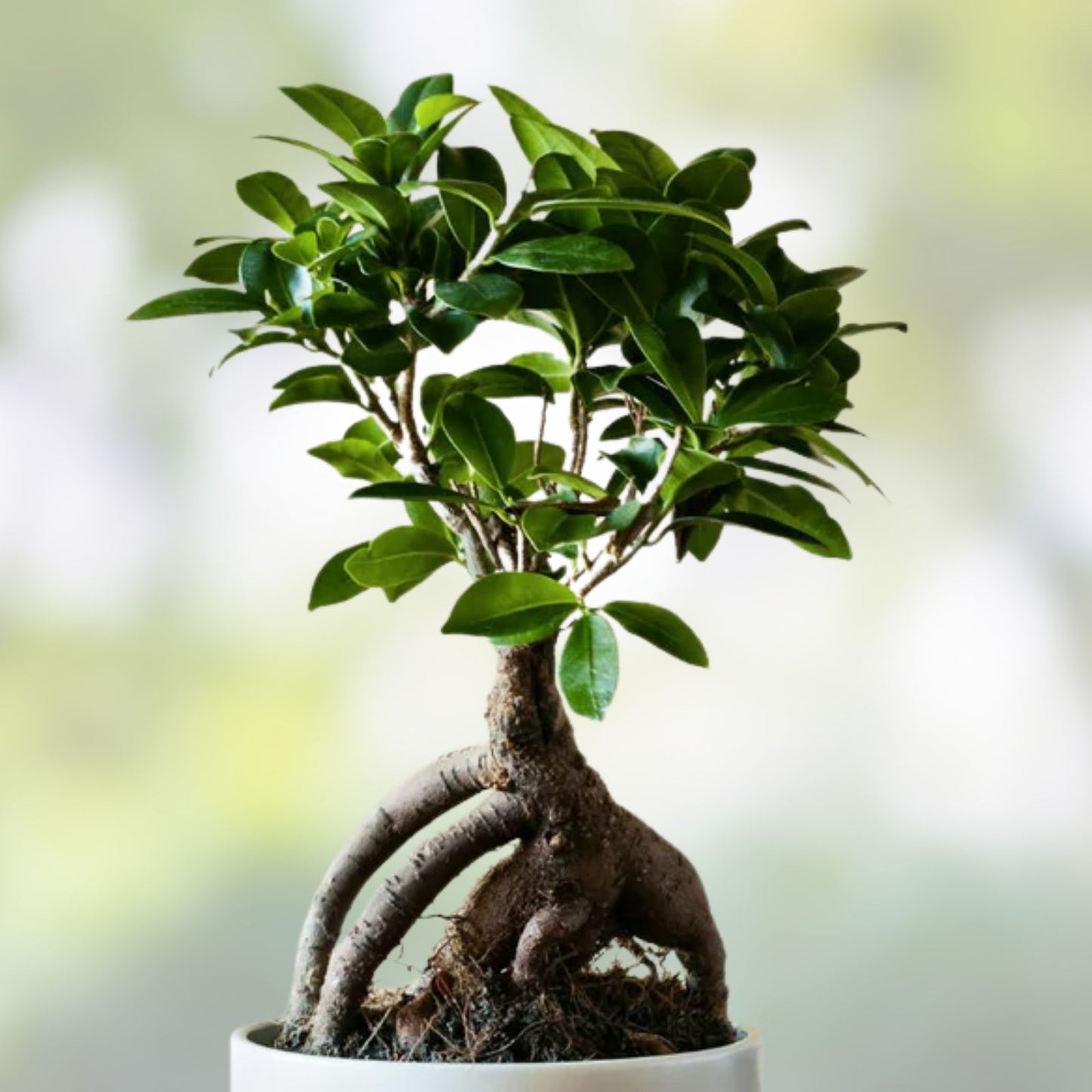 Bonsai Tree Cutting, Easy to Grow Indoor/Outdoor, Ficus retusa, Live Plant for Gift, Small Potted Bonsai, Gardening Gift