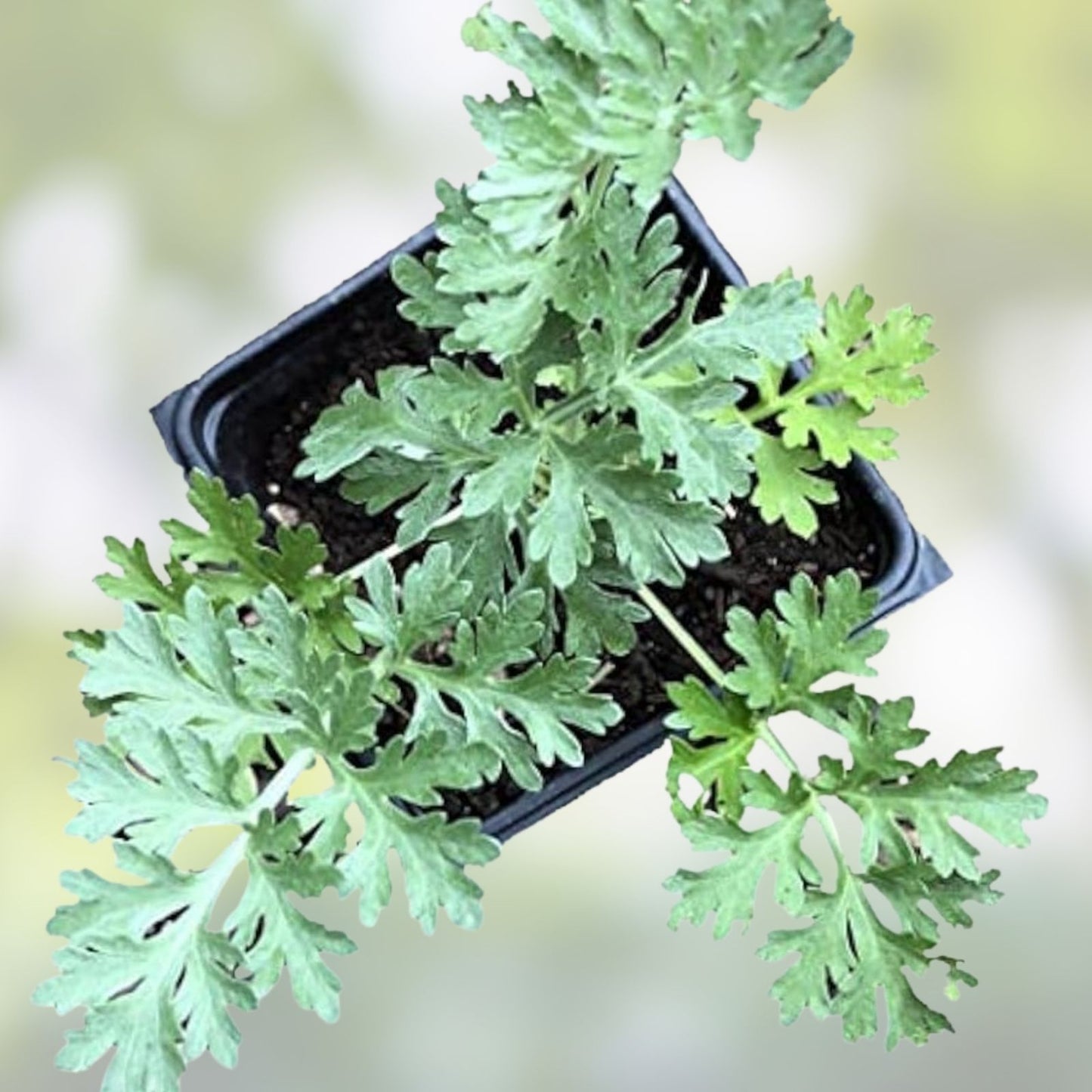Organic Wormwood Live Plant 4-8 Inches, Artemisia Absinthium, Deer Resistant, Low Maintenance Garden Herb
