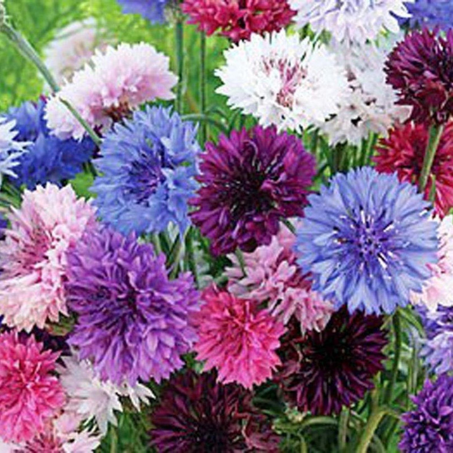 Bachelor Button Seeds 500 Count Tall Mix Bright Blooms Centaurea cyanus Flower Seeds for Garden, Wildflower, Cut Flowers