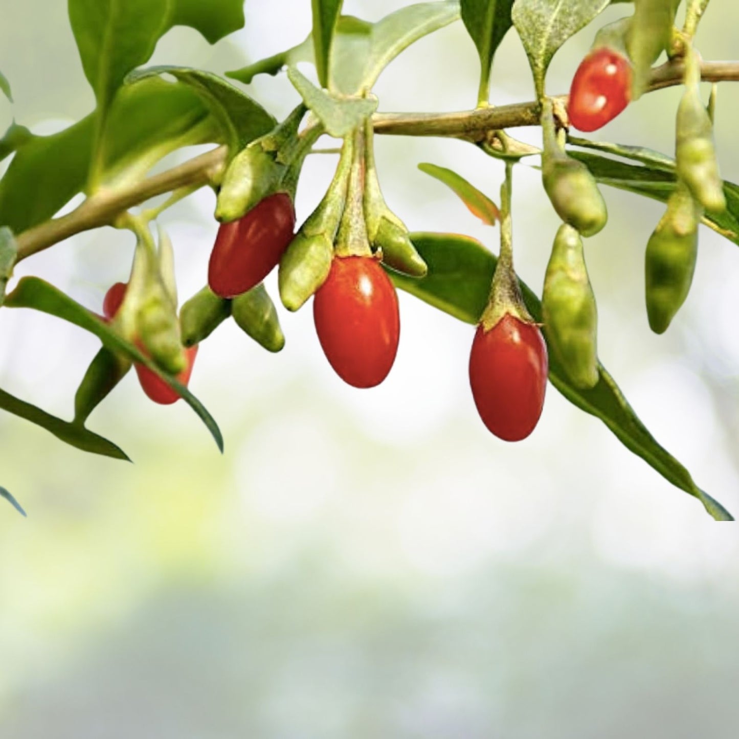 Goji Berry Seeds - 50+ Heirloom NON-GMO Seeds - Lycium chinense - Superfood Planting Supplies
