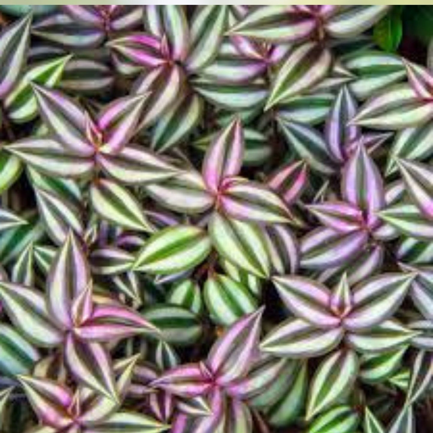 Tradescantia Zebrina Cuttings 10+ Pieces | Wandering Jew Plant | Healthy, Fast Shipping | Easy Care Houseplant