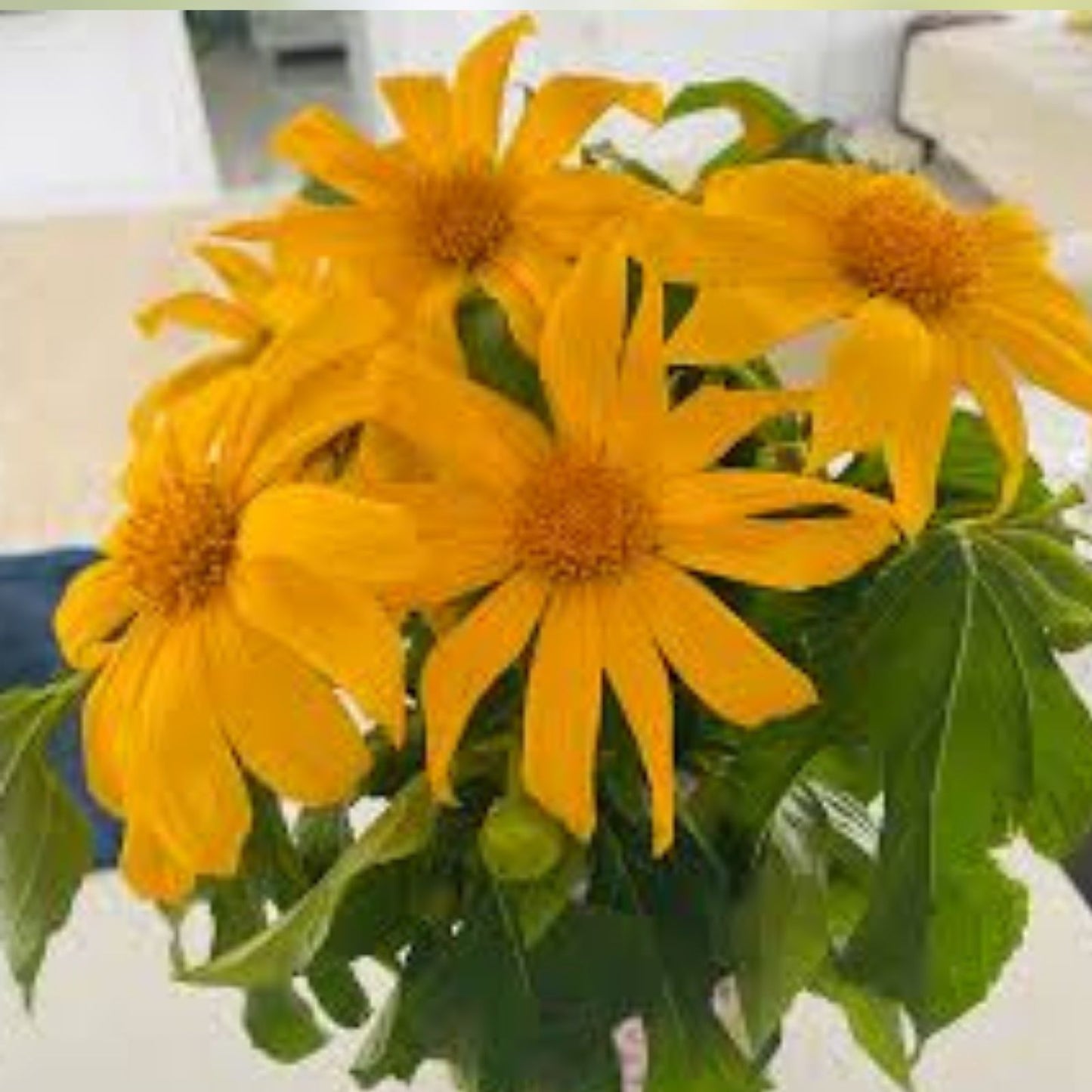 Mexican Sunflower Cuttings, Organic Perennial, 10 Fresh Tithonia diversifolia, USA Grown, Garden Flower Plants