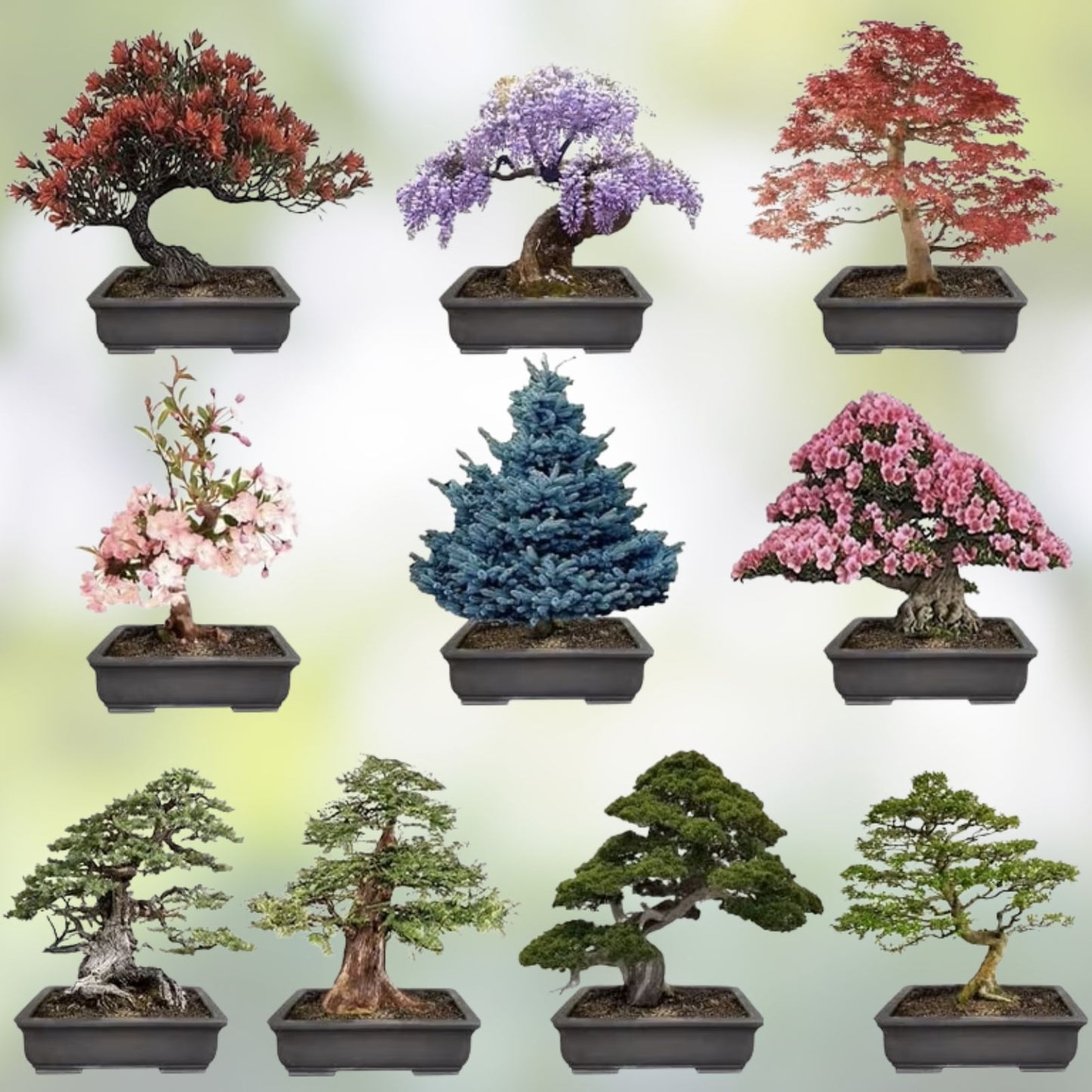 Non-GMO Bonsai Seeds 10 Varieties Red Maple Elm Blue Acer Acer rubrum Ulmus americana Live Plant Cutting Starter Plant