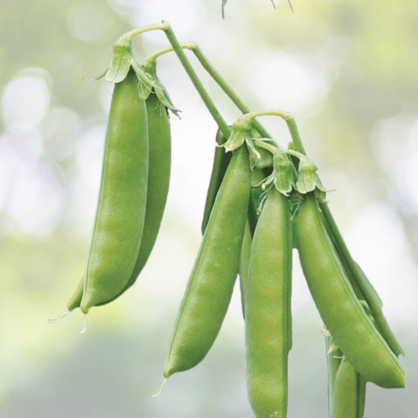 Wild Pea Vine Seeds - Organic Dolichos biflorus - 25 Seeds - Edible Ground Cover Plant