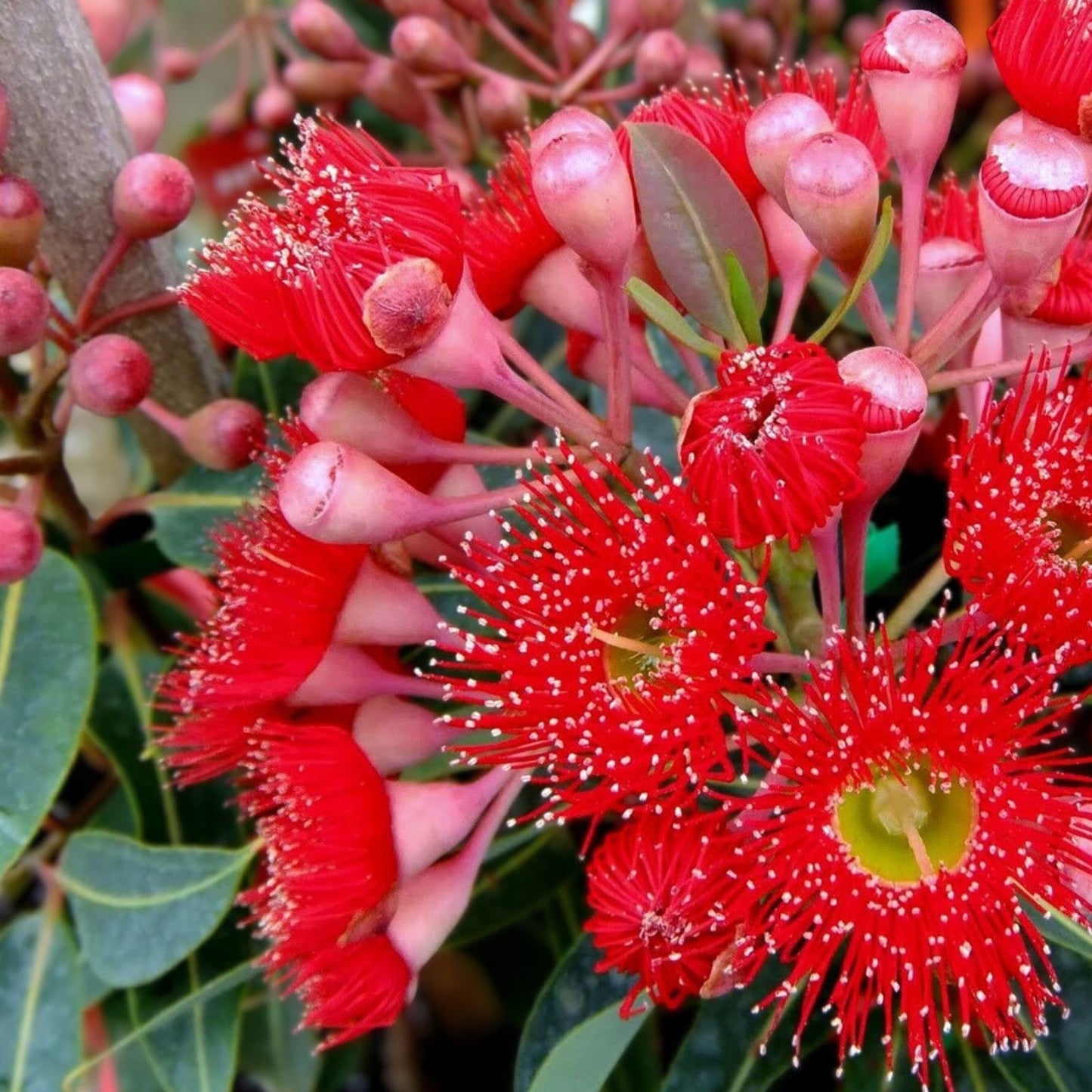 Fuchsia Gum Tree Seeds - 10 Pack - Eucalyptus forrestiana - Native Australian Plant for Gardening and Planting