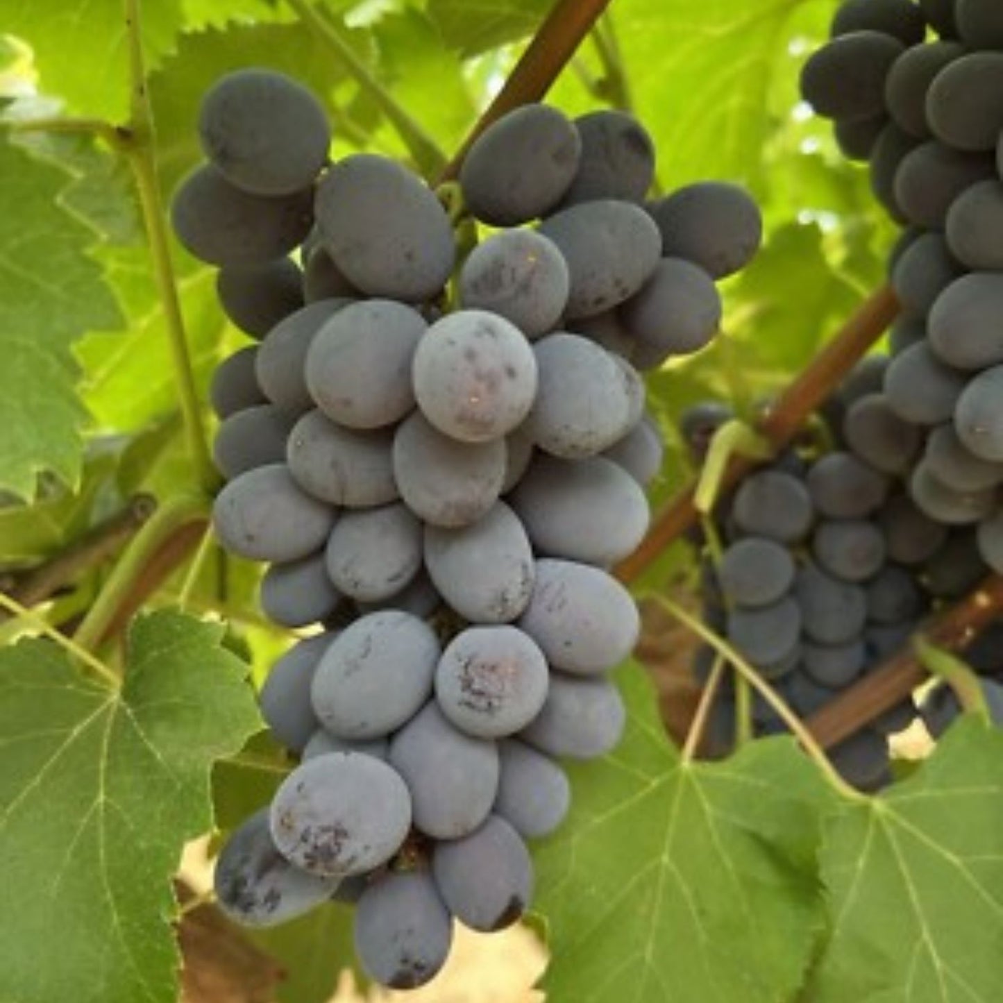 Seedless Grape Vine Cuttings – 5 Rooting/Grafting Cuttings – Asia Variety – Imported from Ukraine