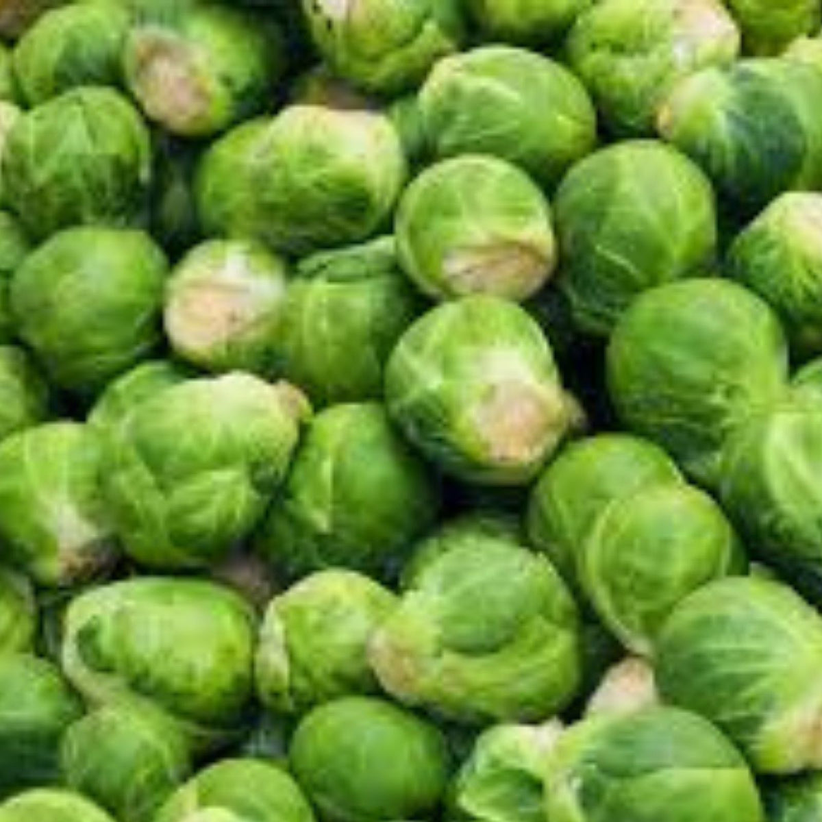 Brussel Sprouts Seeds 300+ for Home Garden Green Variety Brassica oleracea Vegetable Seeds