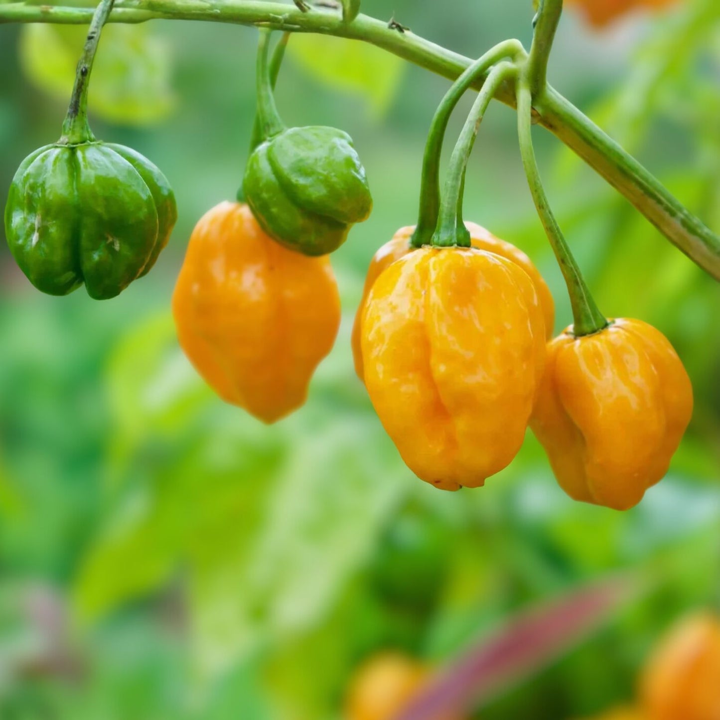 Habanero Pepper Seeds 500 Non-GMO Heirloom Orange Capsicum chinense for Spicy Cooking and Garden Growth