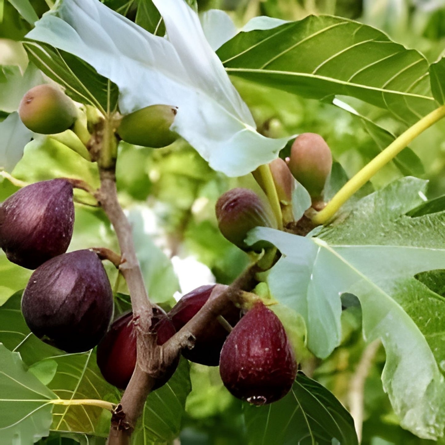 Black Madeira Fig Cutting - 1 Plant - Ficus carica - Unrooted Fruit Tree for Garden and Patio