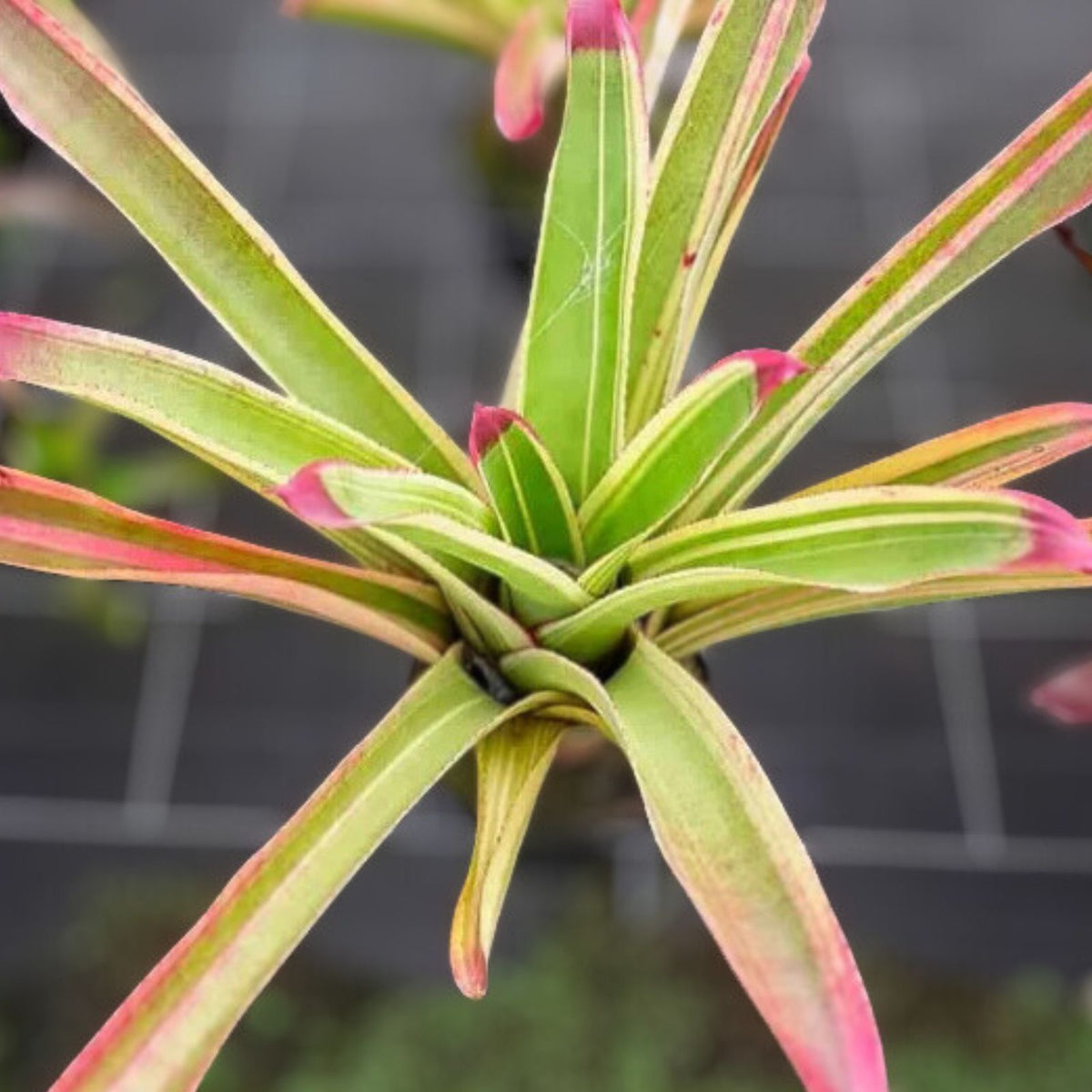Neoregelia Cruenta 'Albo' Bromeliad Plant - Variegated Green & Creamy White Foliage - Low-Maintenance Indoor/Outdoor Plant