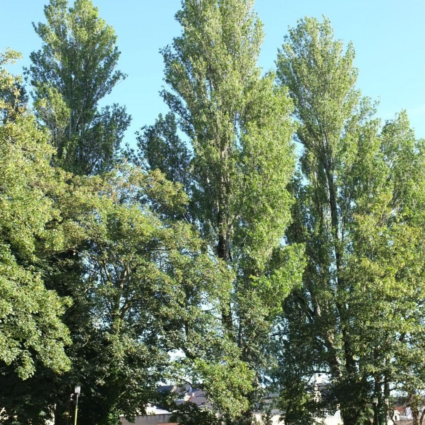 Theves Poplar Cuttings 6-8 Inch Populus nigra Afghanica Easy to Root Tree Plants