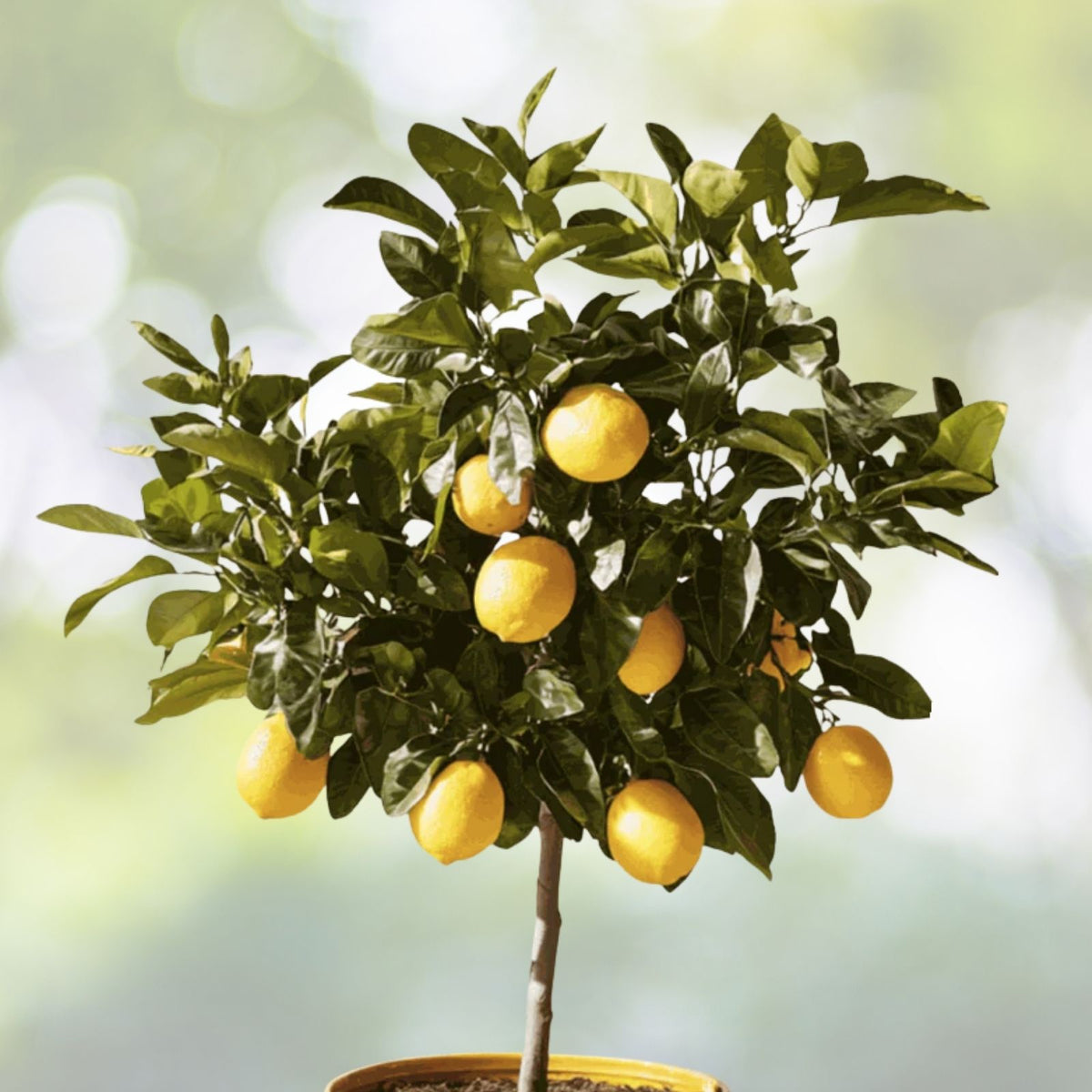 Lemon Tree Seedlings 3"-6" Edible Citrus Fruit Fast Growing - Citrus limon