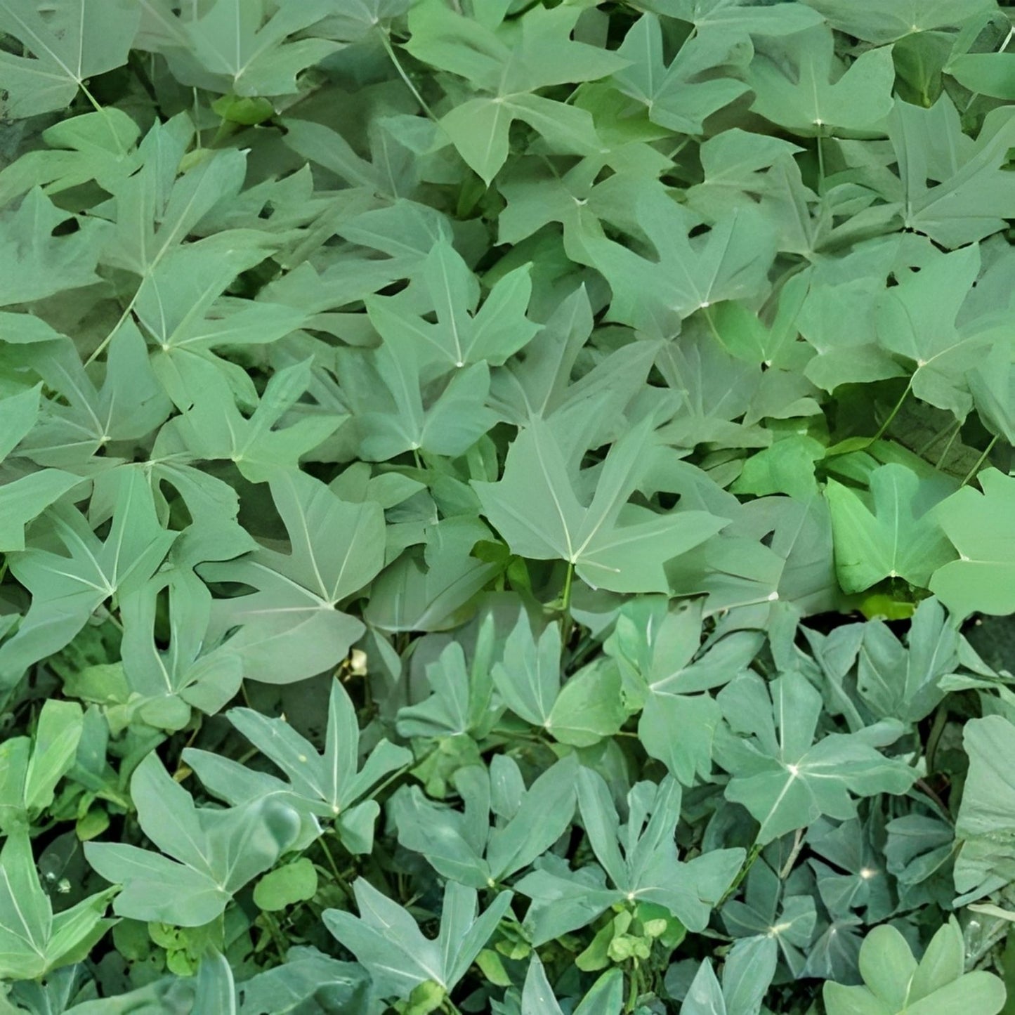 Chaya Cuttings 15 Hawaii Maya Tree Spinach Superfood Volcanic Soil Cnidoscolus