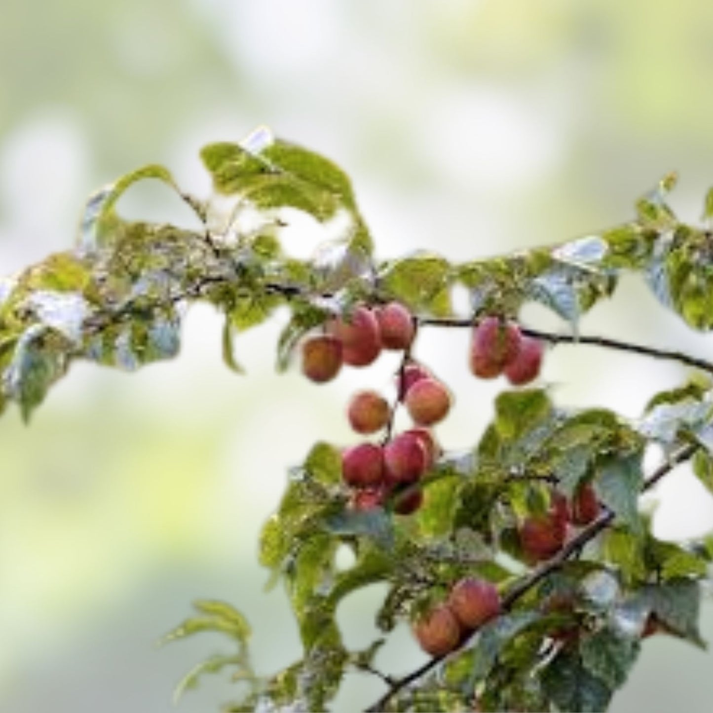 American Plum Bonsai Tree Seedling, Small Hardy Prunus Americana for Indoor or Outdoor Cultivation