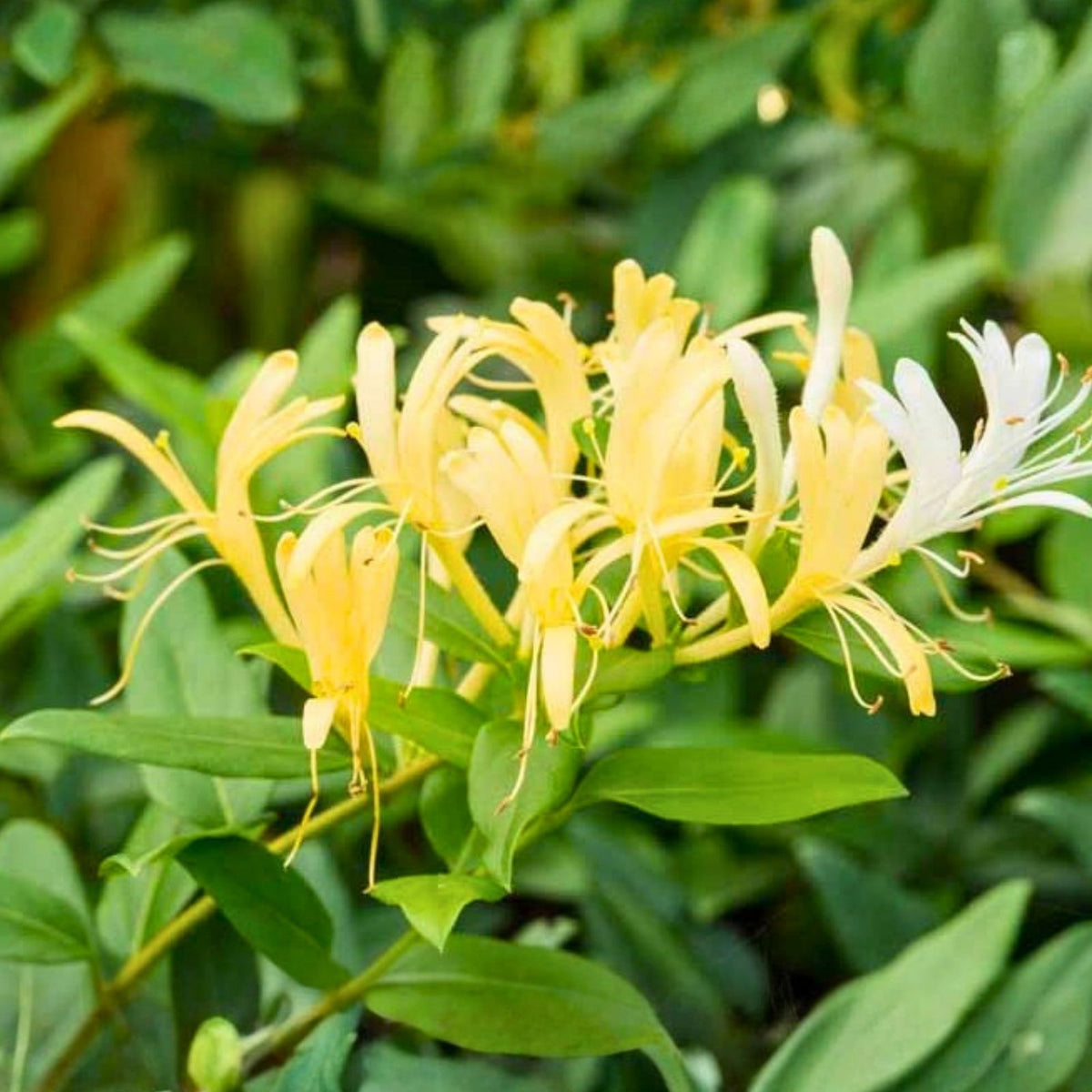 Japanese Honeysuckle Vine 1 Rooted Plant Heirloom Variety Lonicera japonica Fragrant Fast Growing