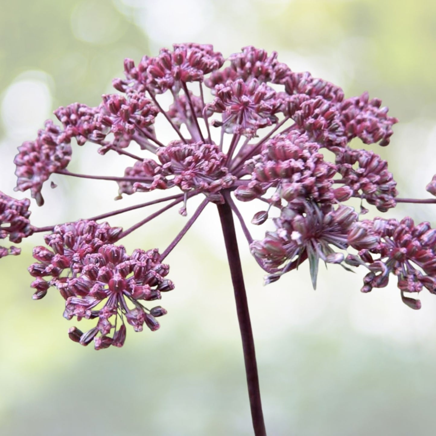 Angelica Seeds | 80+ Perennial Medicinal Herb | Rare Purple Variety | Angelica Atropurpurea