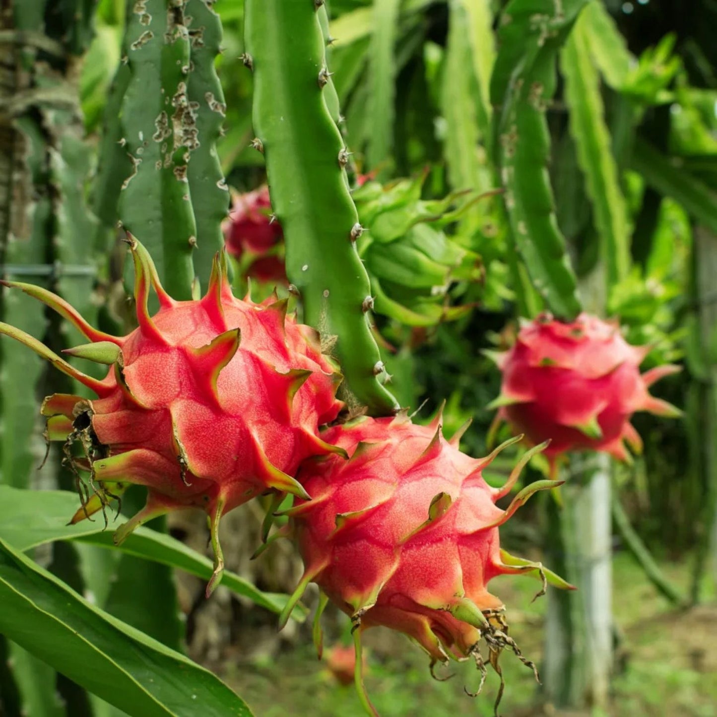 Dragon Fruit Cuttings 4-6" Red Flesh Hyocereus Polyrhizus, Grafting Ready, 3 Pack, Fruit Plant, Edible Cactus, Succulent Propagation