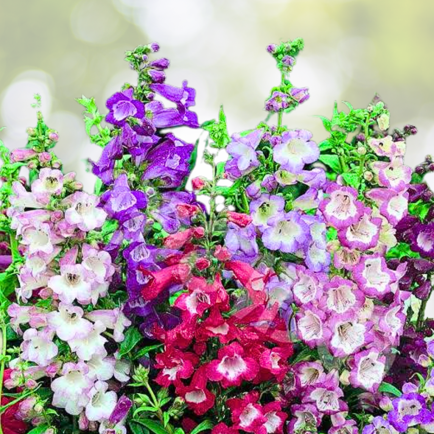Penstemon Seeds - Sensation Mix, Perennial Beardtongue, Red, 500+ Seeds for Hummingbirds, Pollinator-Friendly