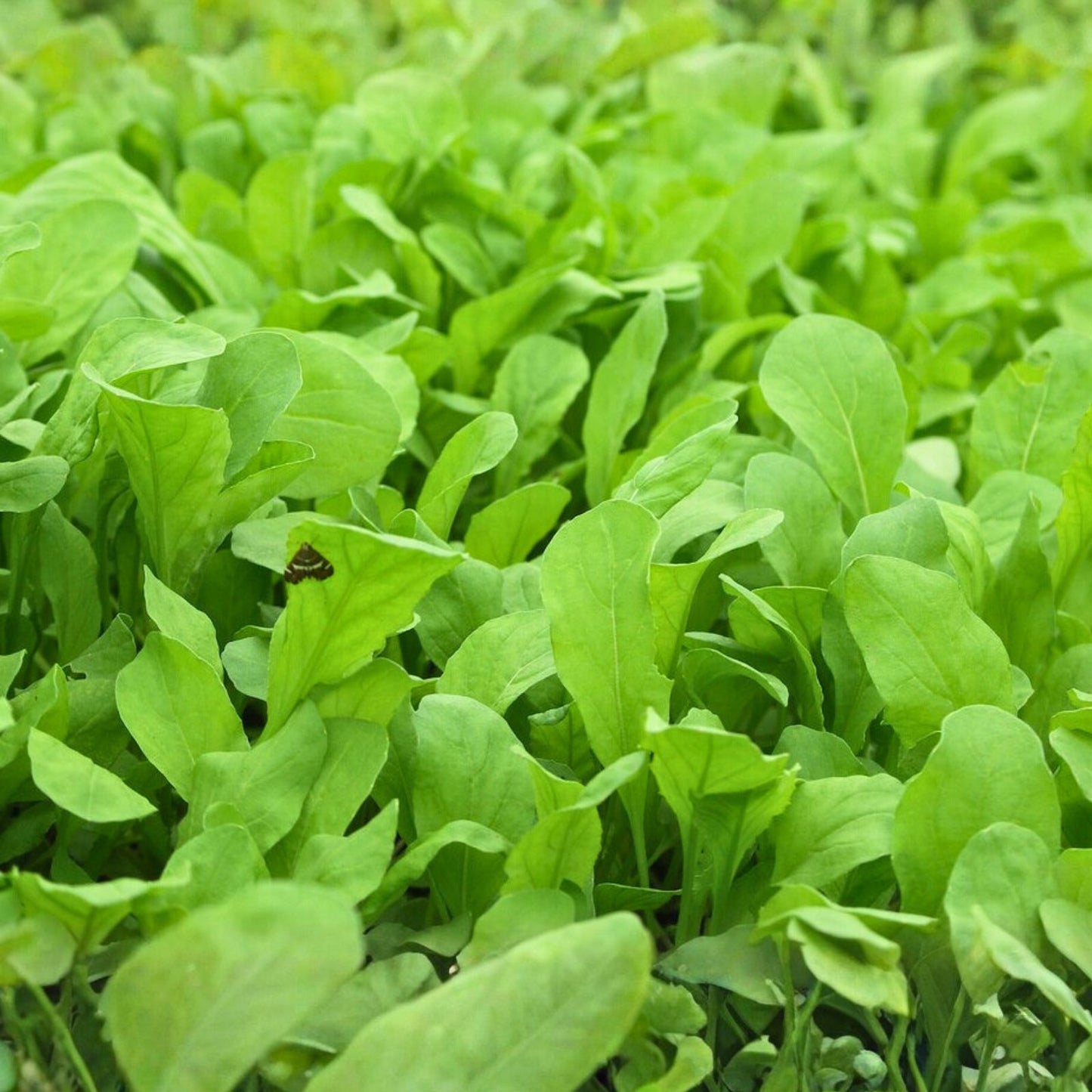 Heirloom Arugula Seeds 500+ Non-GMO Roquette Greens for Organic Gardening Salad Mix