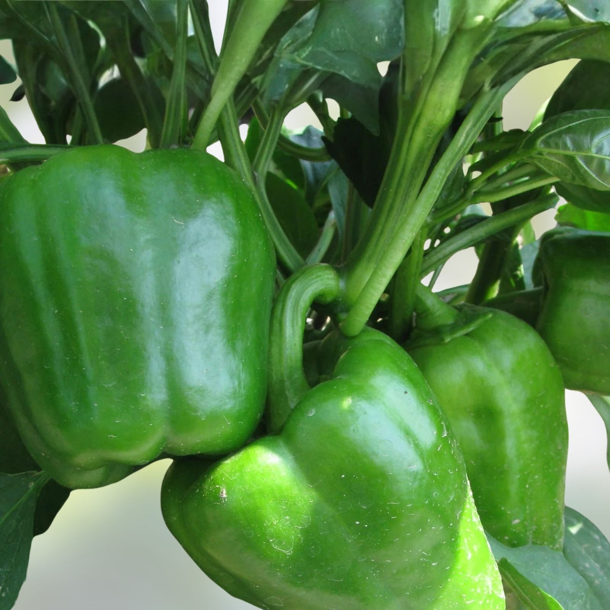 California Wonder Bell Pepper Seeds – Heirloom Variety, 20+ Seeds, Large Fruit, Capsicum annuum