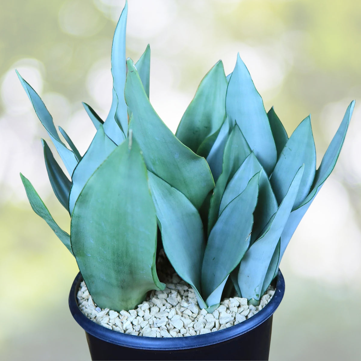 Moonshine Snake Plant 6" Pot - Sansevieria Moonshine - Rare Silvery Foliage - Easy Care Air Purifying Houseplant
