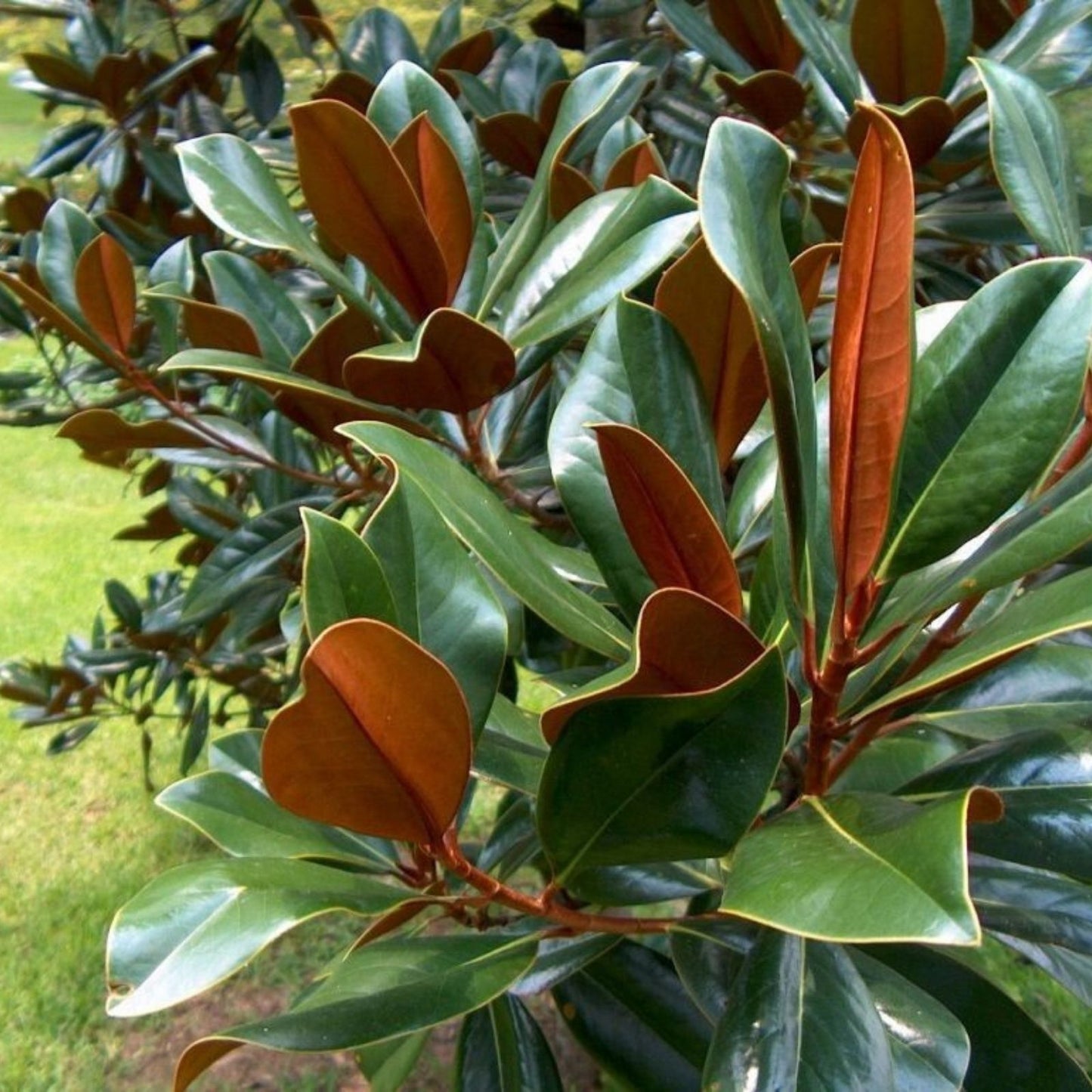 Fresh Live Magnolia Leaves - Green Foliage for Floral Arrangements - Magnolia grandiflora