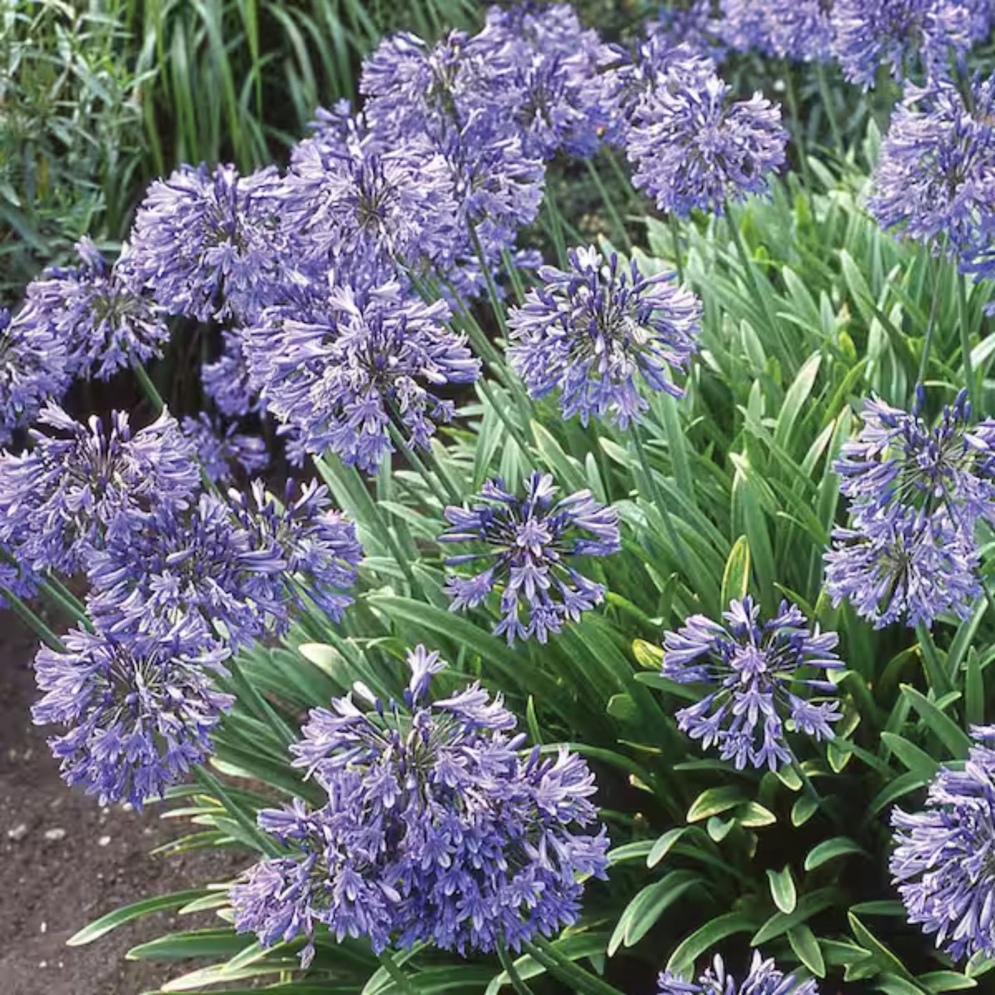 Dwarf Agapanthus Plants – 3 Live Blue African Lily Bulb Roots – Agapanthus 'Peter Pan' – Ornamental Perennial Flower