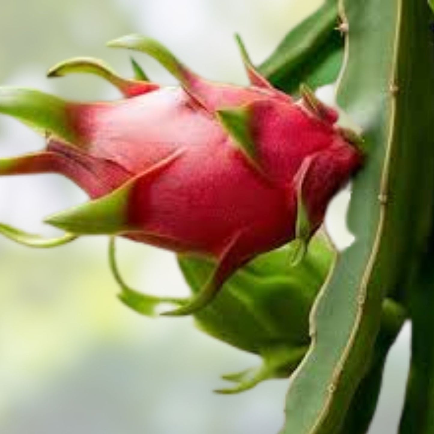 Dragon Fruit Cutting 6-8 inches, Pitaya Cactus, Fresh, Ready to Plant, No Root, Tropical Fruit Plant for Home Garden