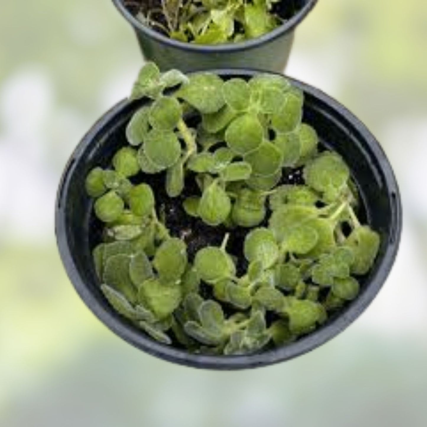Cuban Oregano Cuttings - 6 Live Unrooted Herb Plants - Edible Plectranthus amboinicus - Culinary Herb, Fresh Herb Gardening