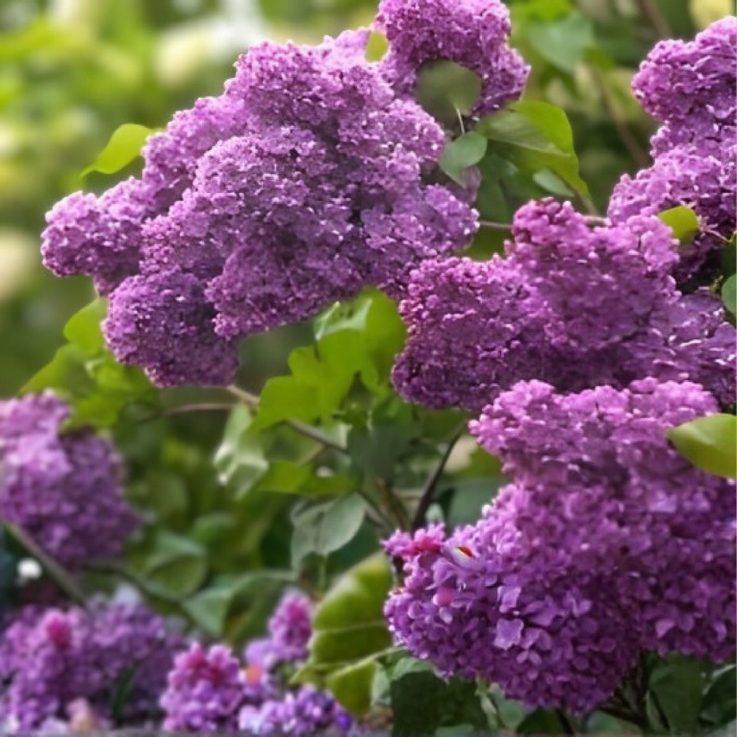 Dark Purple Lilac Cuttings - 10 Organic Syringa Vulgaris Perennial Flowering Shrubs for Garden, Fragrance, and Landscaping