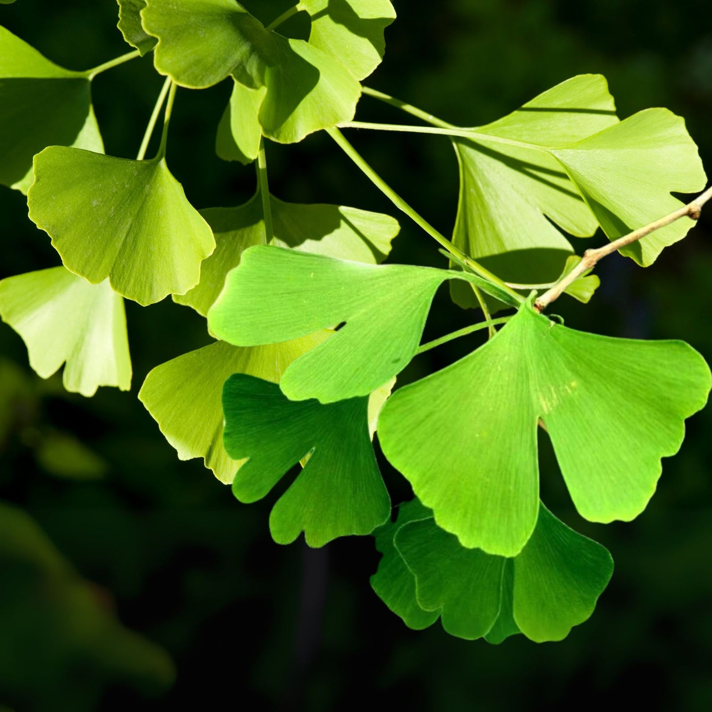 Ginkgo Live Tree 8 Inch Tall 4 Inch Pot Green Foliage Ginkgo Biloba Plant